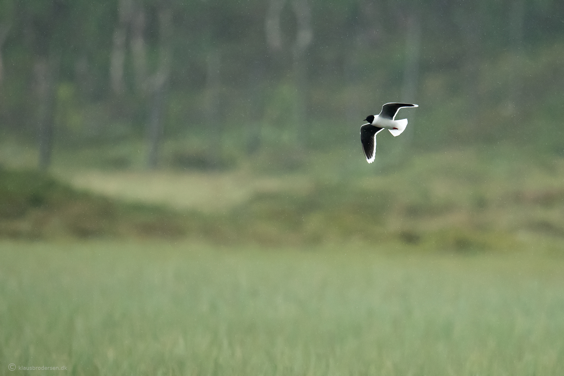 Little gull (Hydrocoloeus minutus)