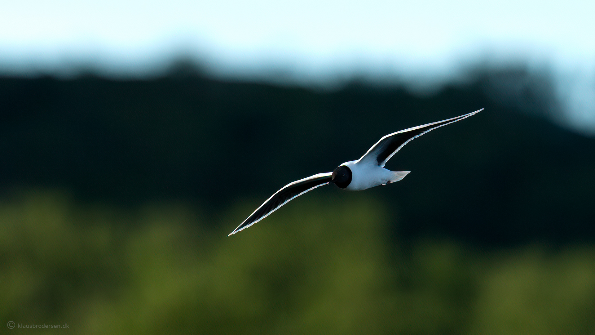 Little gull (Hydrocoloeus minutus)