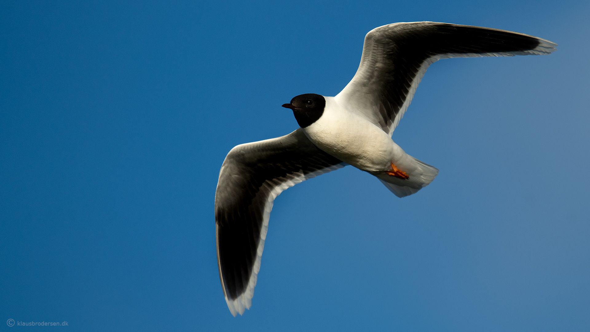 Little gull (Hydrocoloeus minutus)