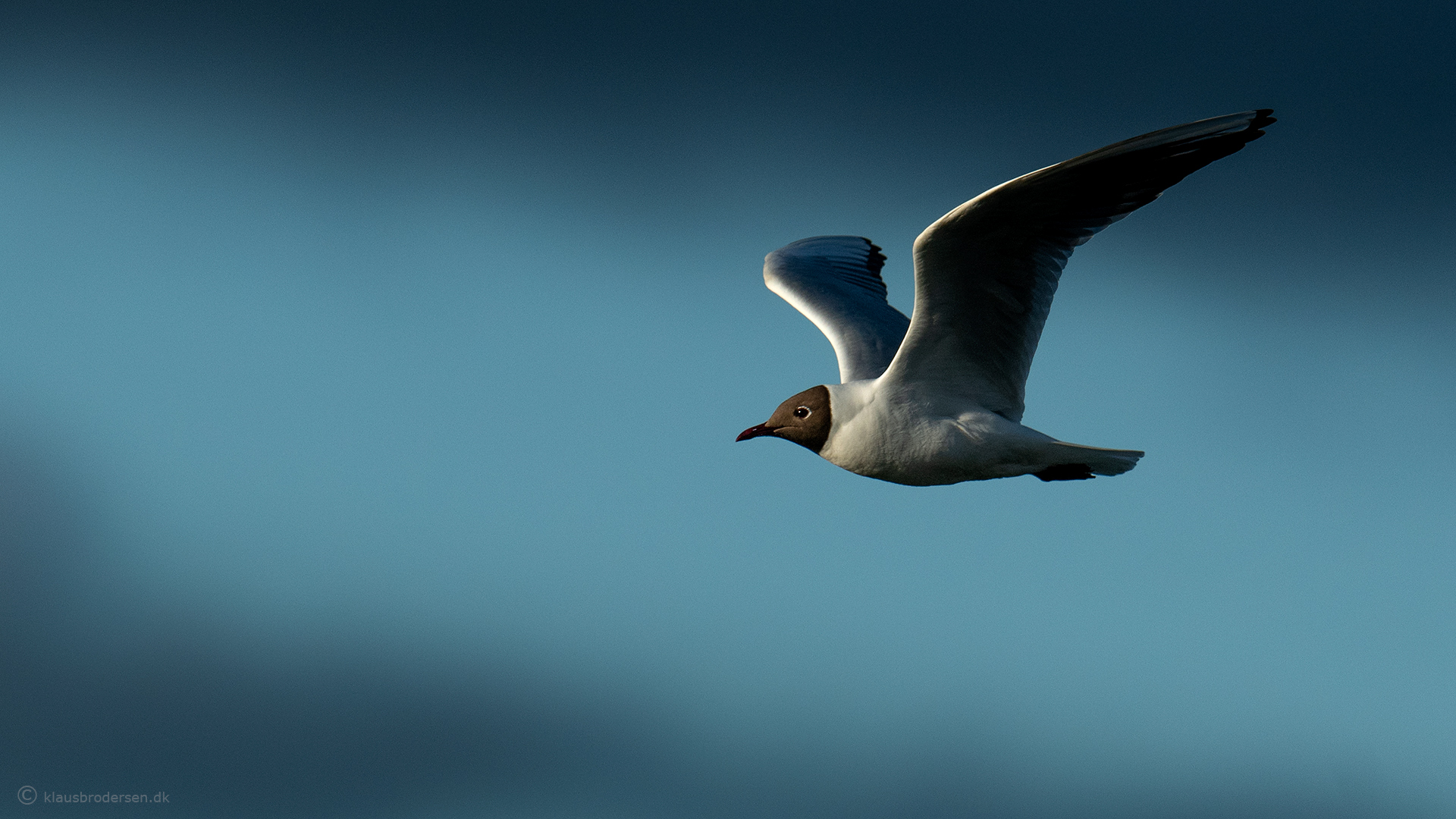 Little gull (Hydrocoloeus minutus)