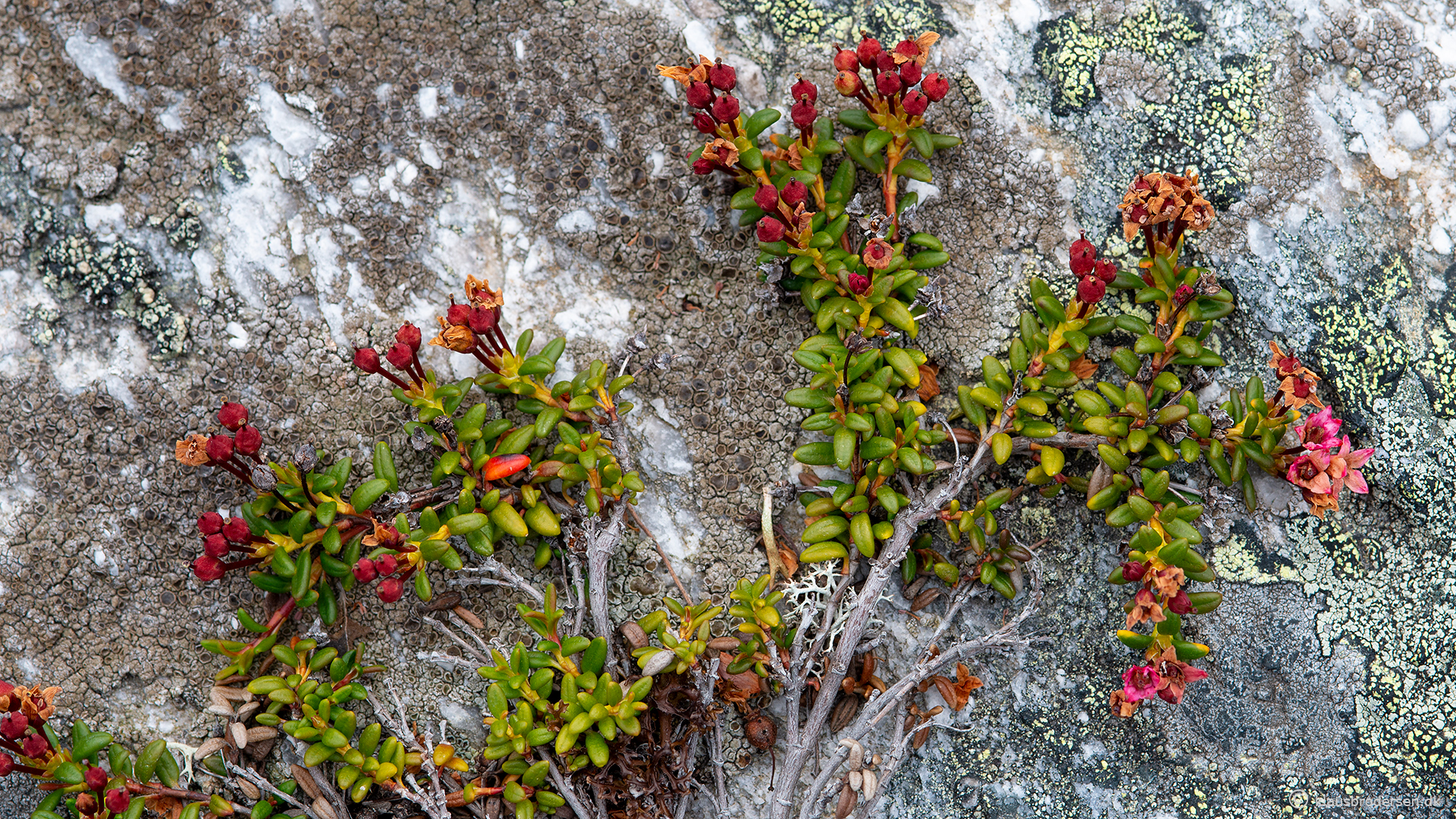Loiseleuria procumbens