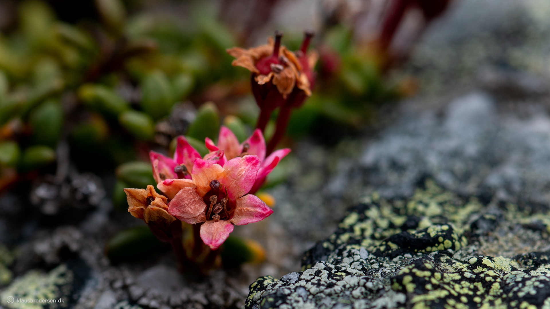 Loiseleuria procumbens