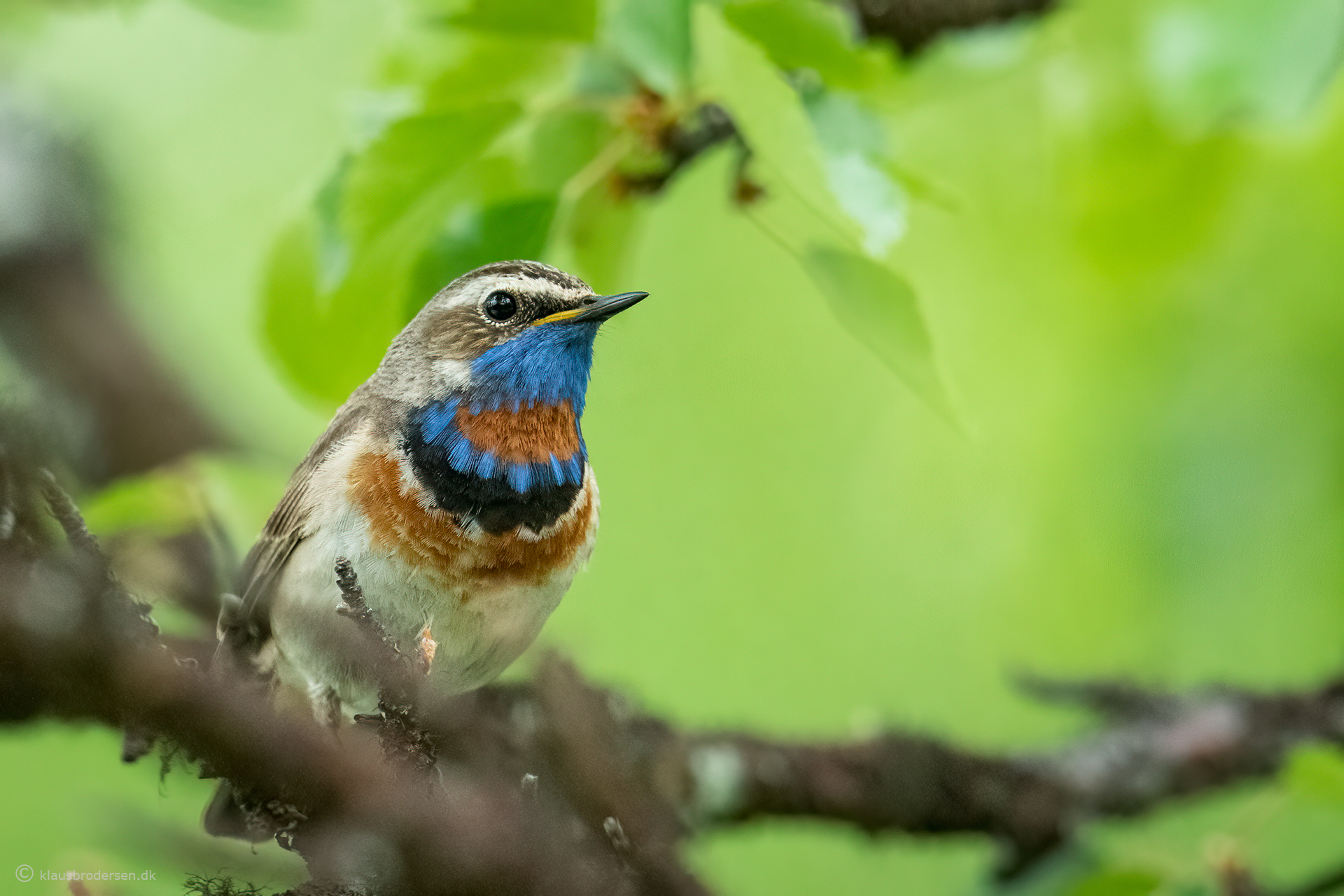 The bluethroat (Luscinia svecica)