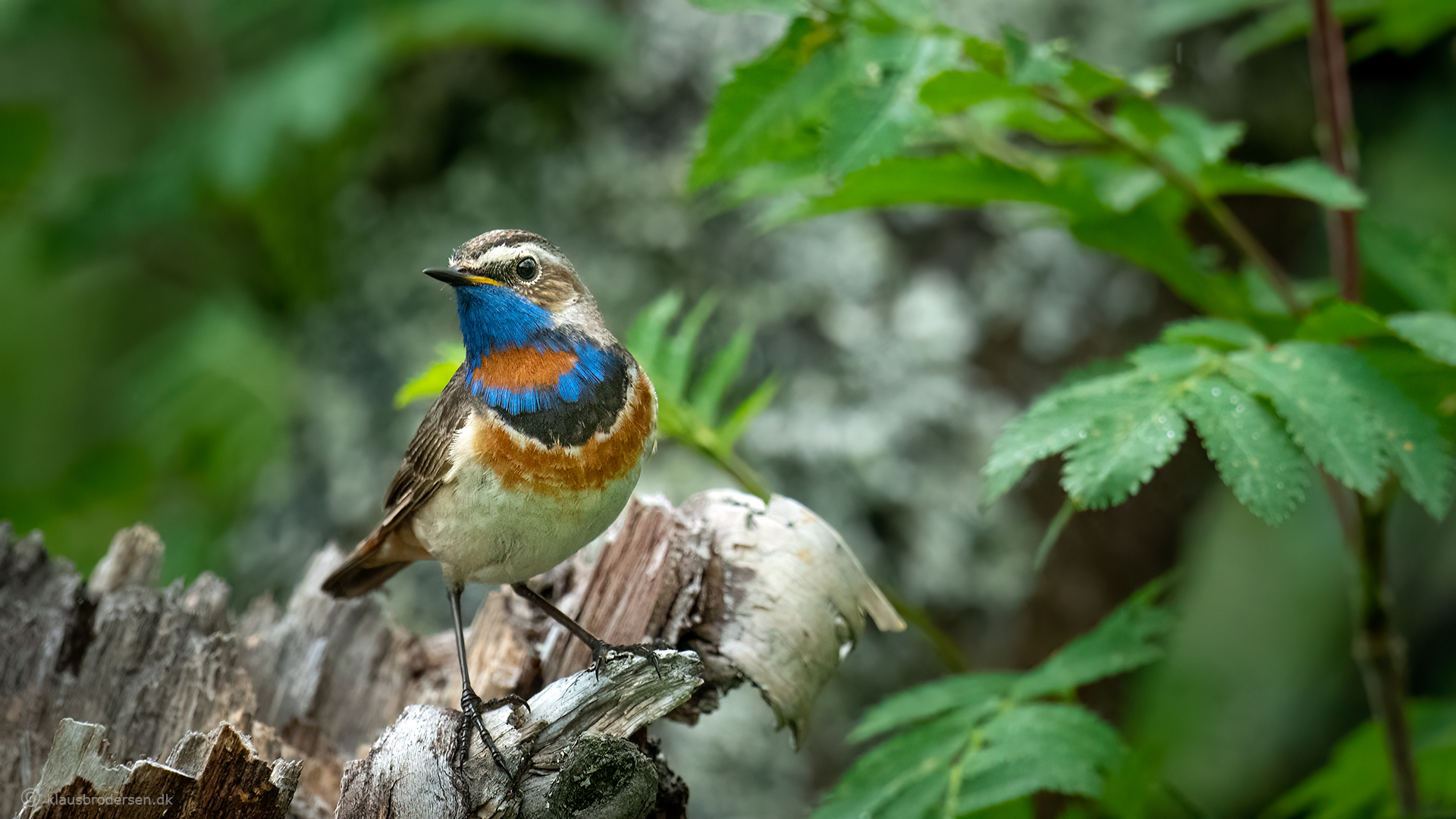The bluethroat (Luscinia svecica)