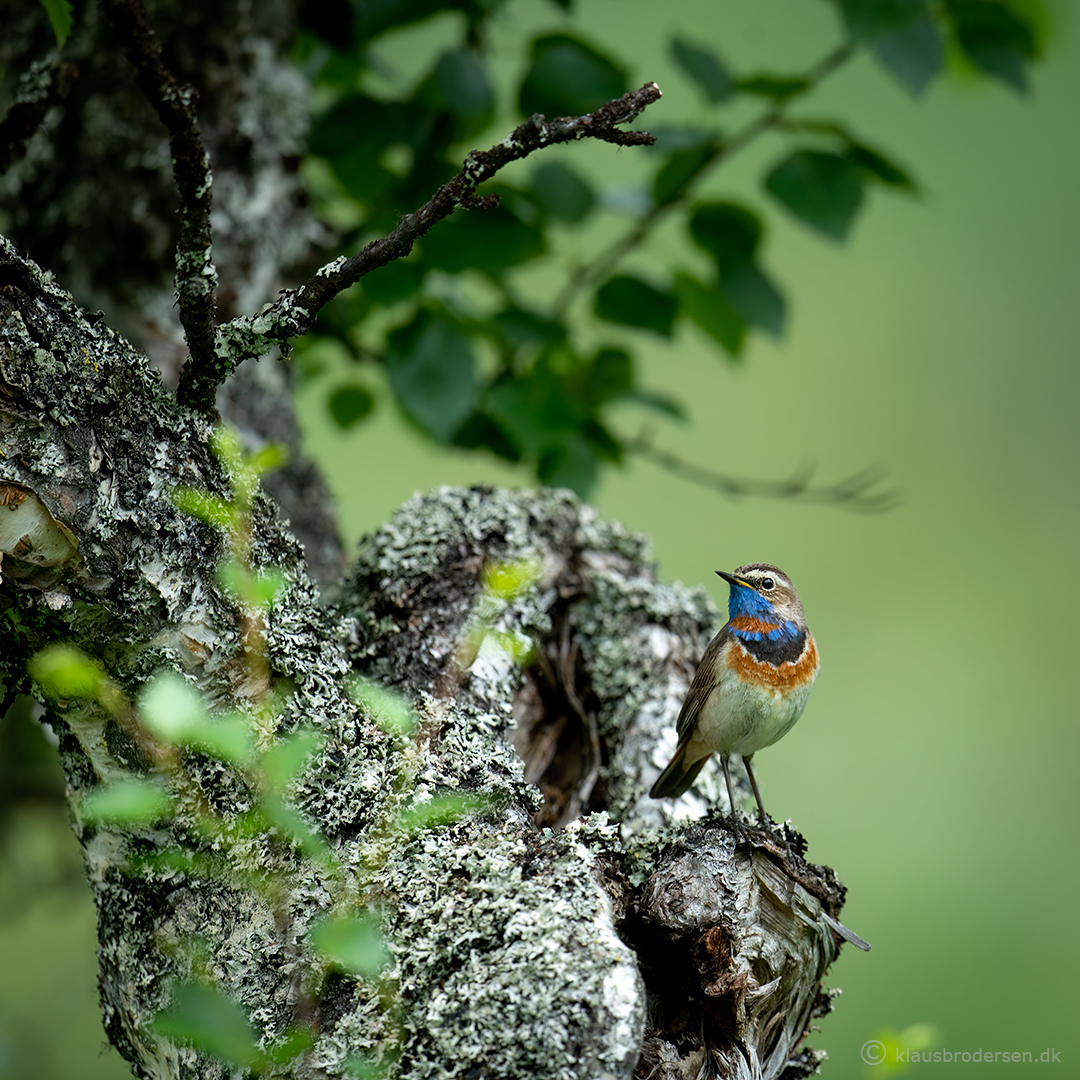 The bluethroat (Luscinia svecica)
