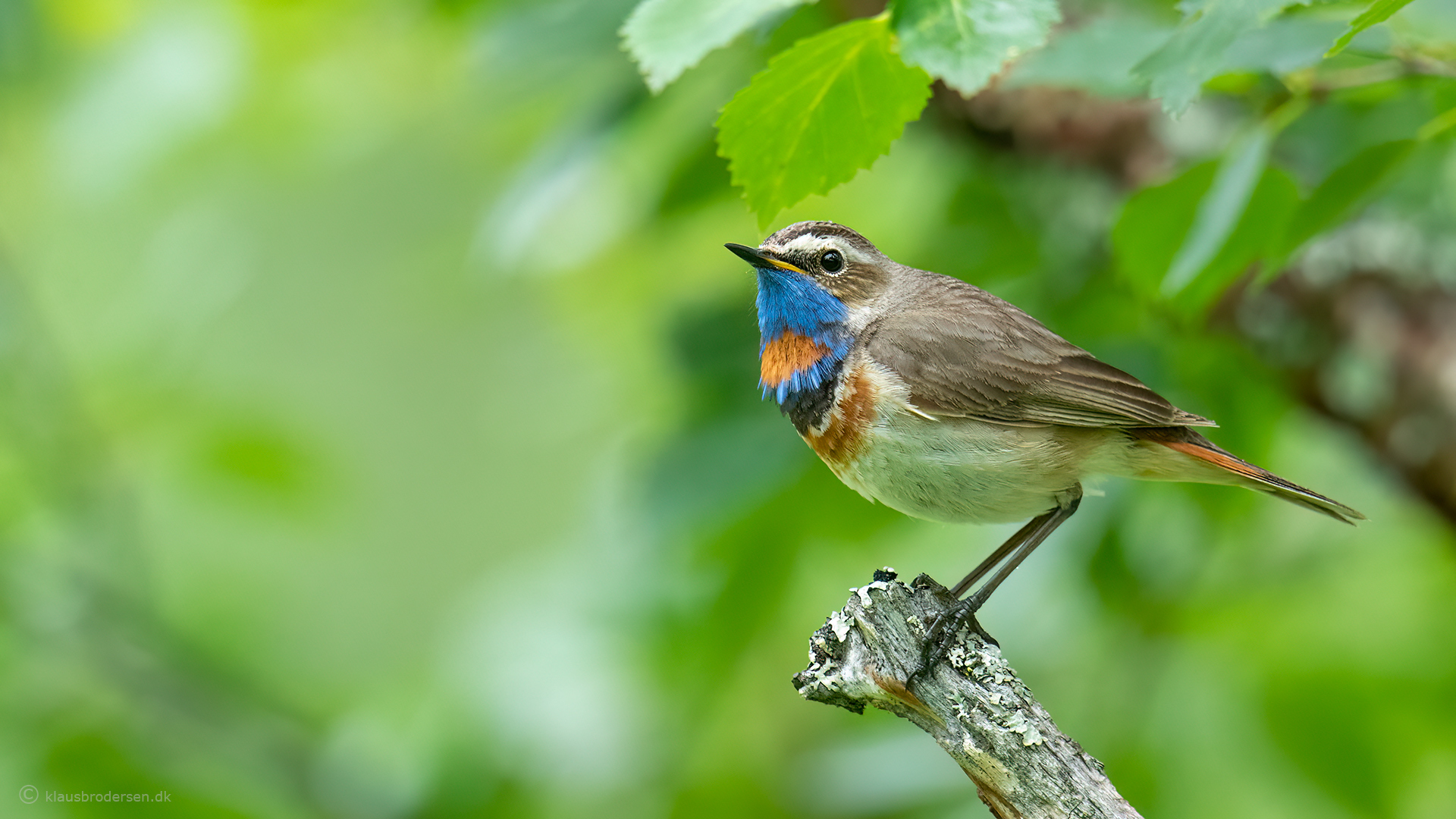 Bluethroat, Härjedalen 2022. Click for more...