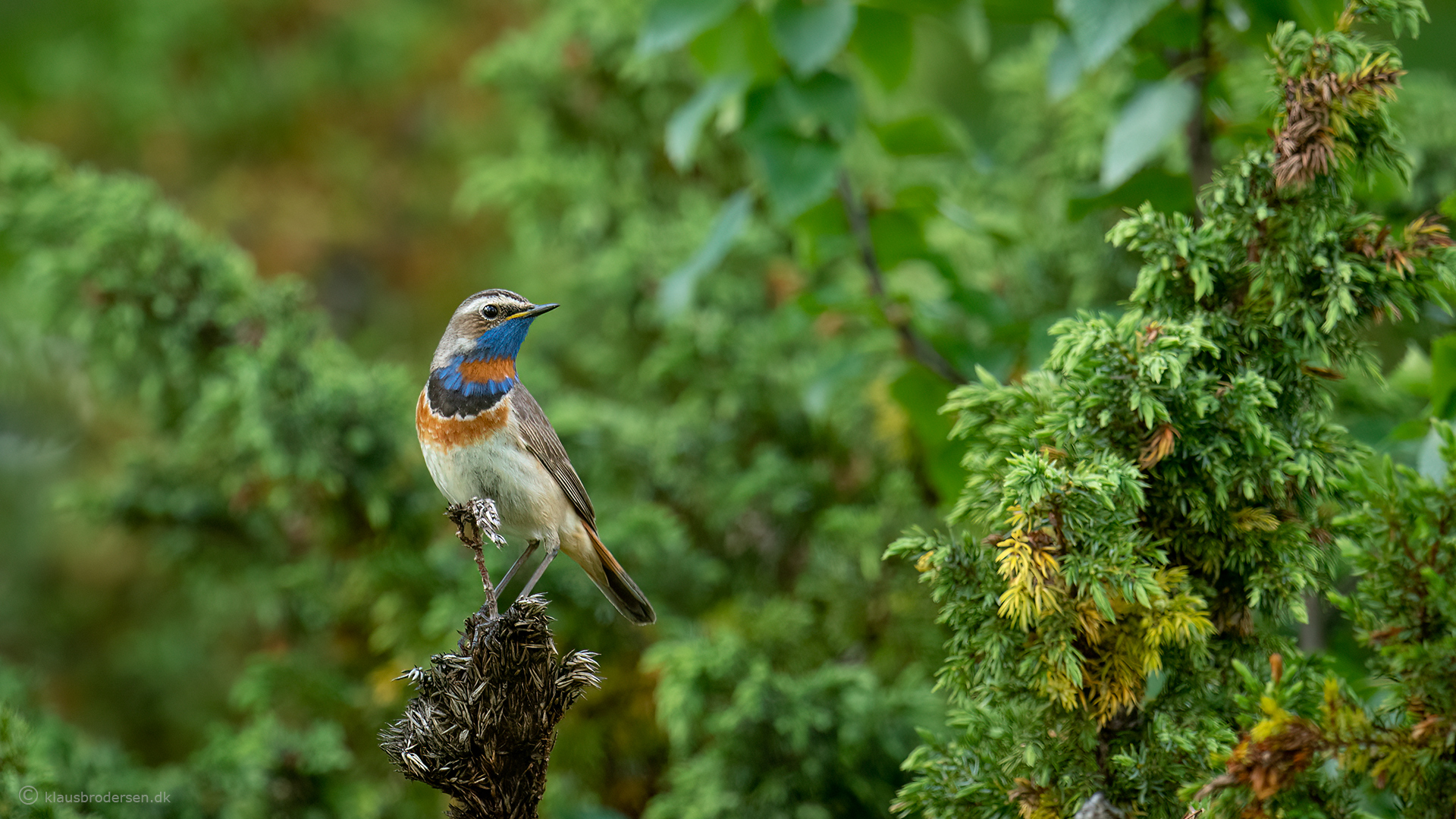 The bluethroat (Luscinia svecica)