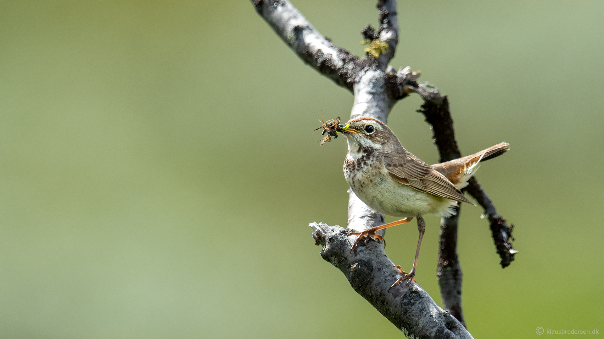 The bluethroat (Luscinia svecica), female
