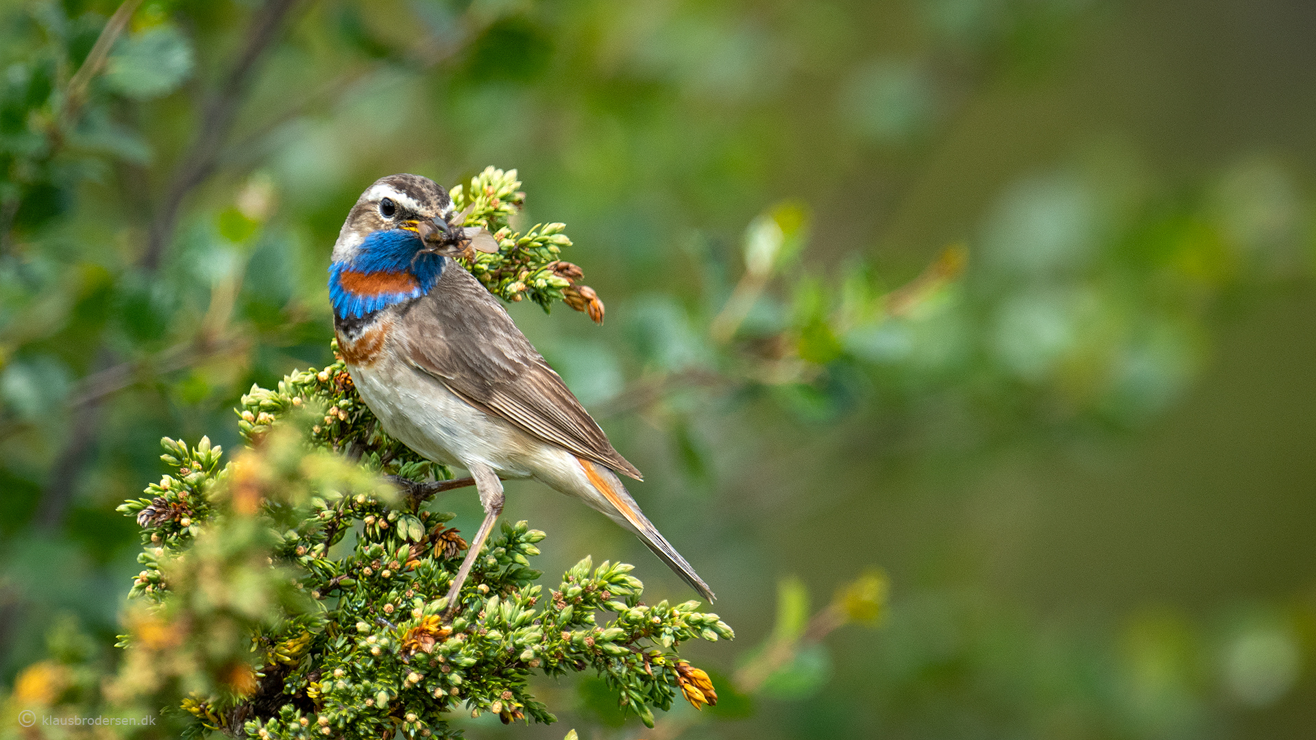 The bluethroat (Luscinia svecica)