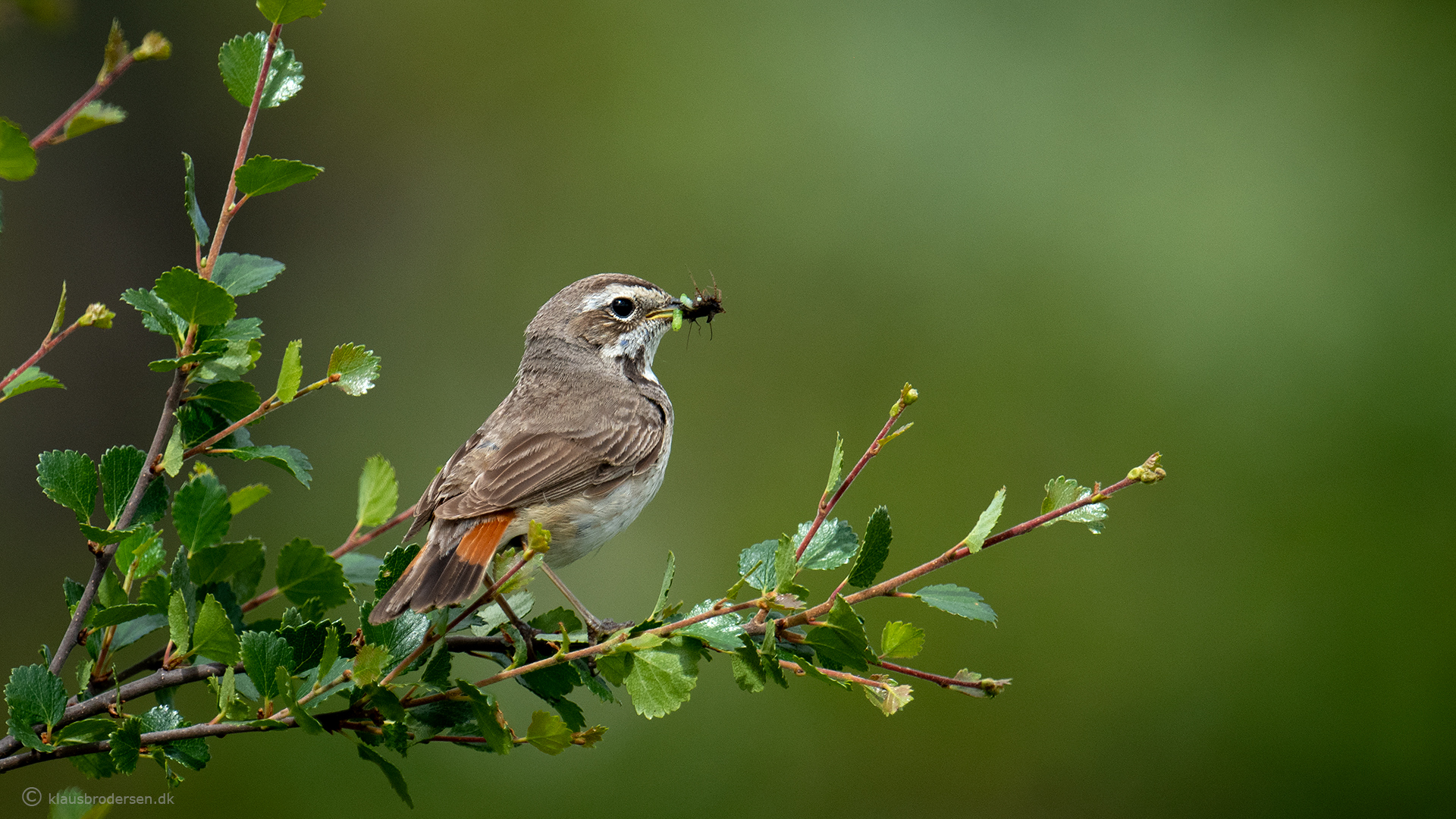 The bluethroat (Luscinia svecica), female