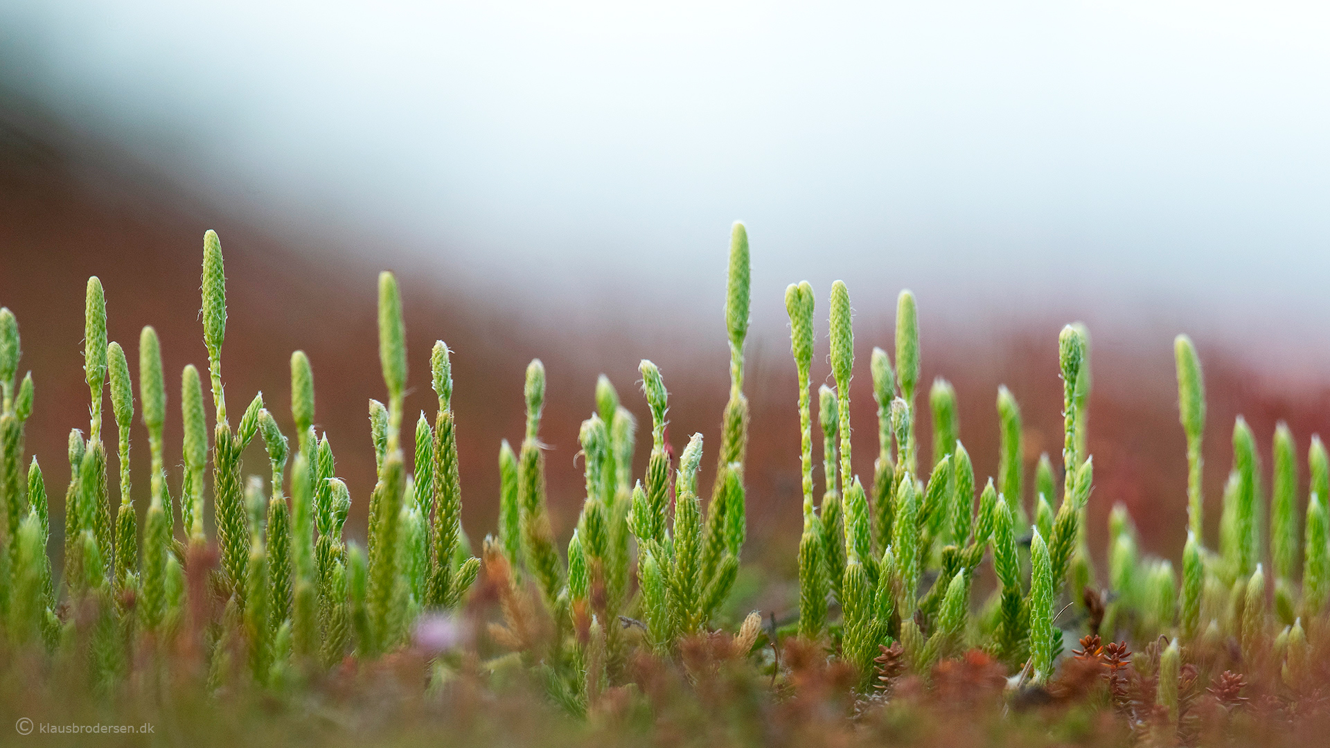 Lycopodium