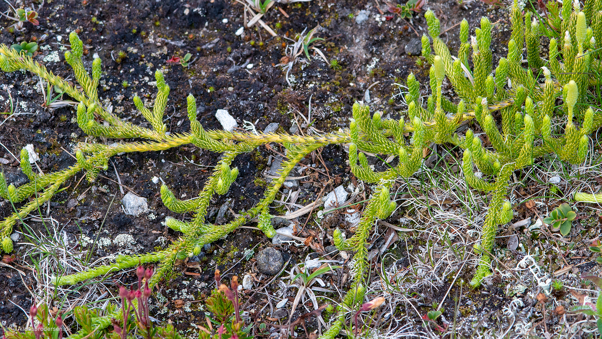 Lycopodium