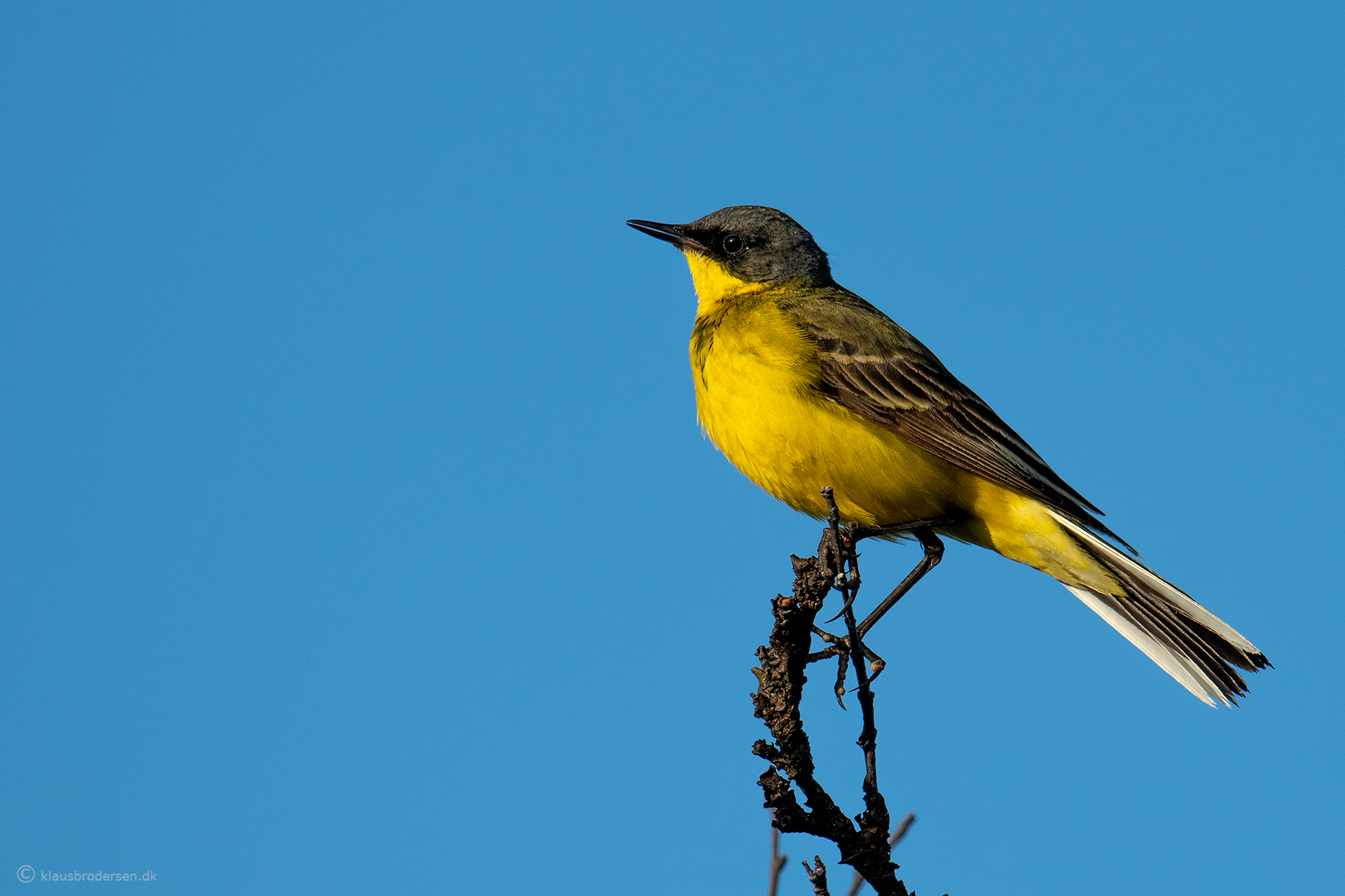 Western Yellow Wagtail (Motacilla flava thunbergi)