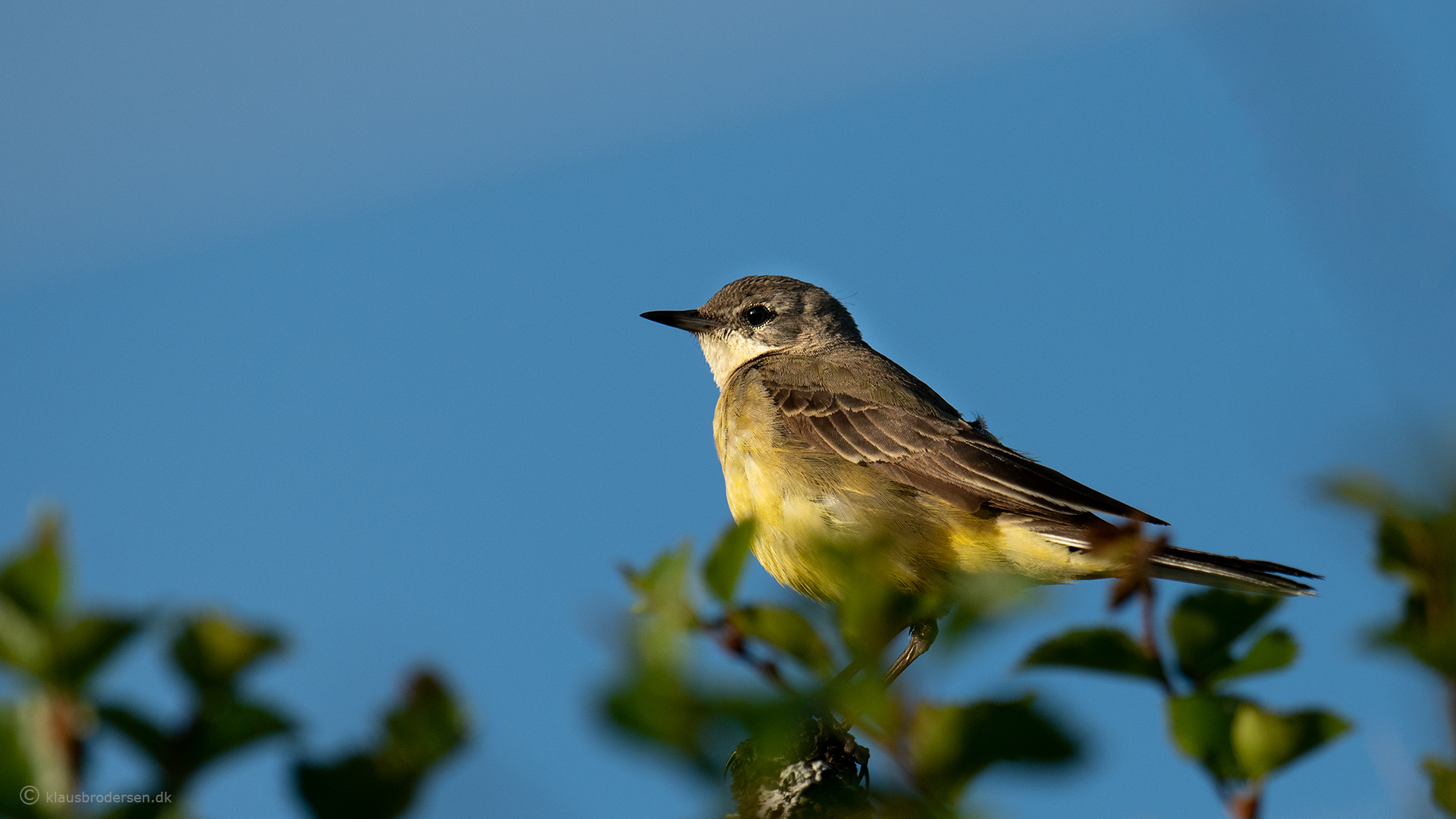 Western Yellow Wagtail (Motacilla flava thunbergi)