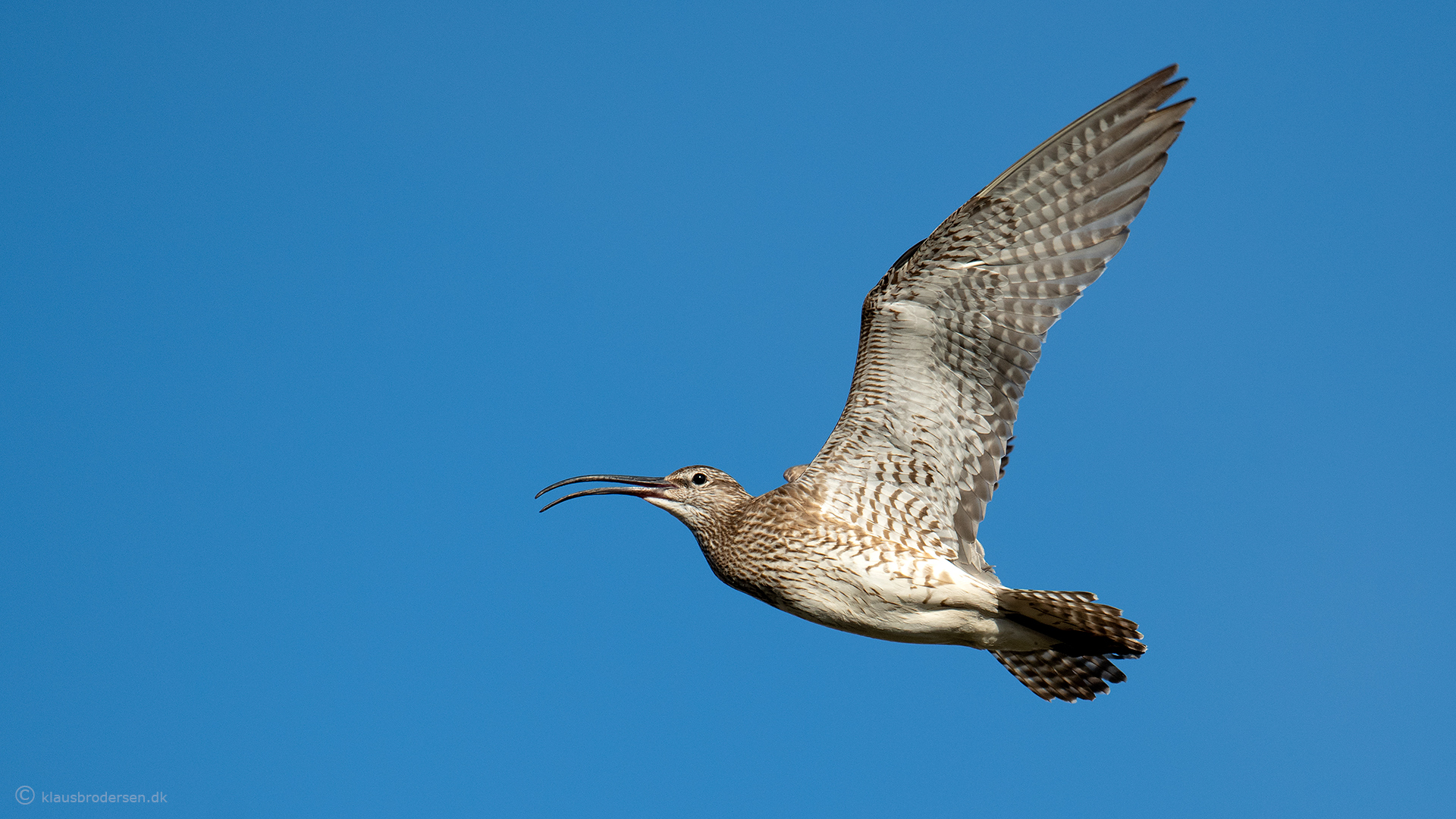 Eurasian whimbrel (Numenius phaeopus)