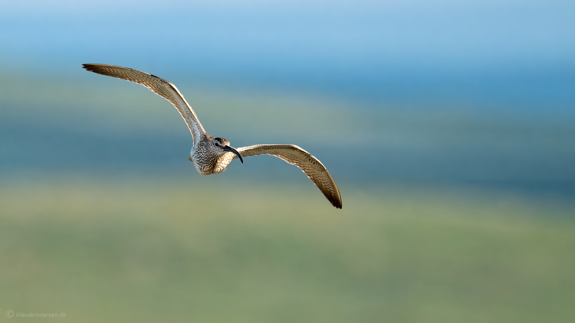 Eurasian whimbrel (Numenius phaeopus)