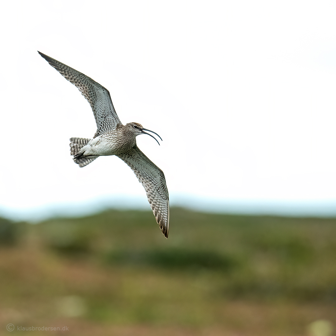 Eurasian whimbrel (Numenius phaeopus)