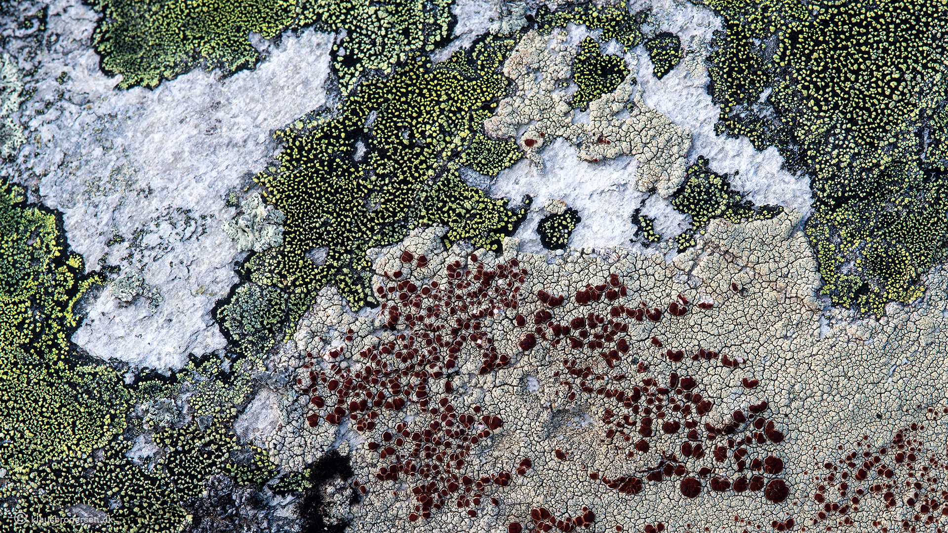 Ophioparma ventosa