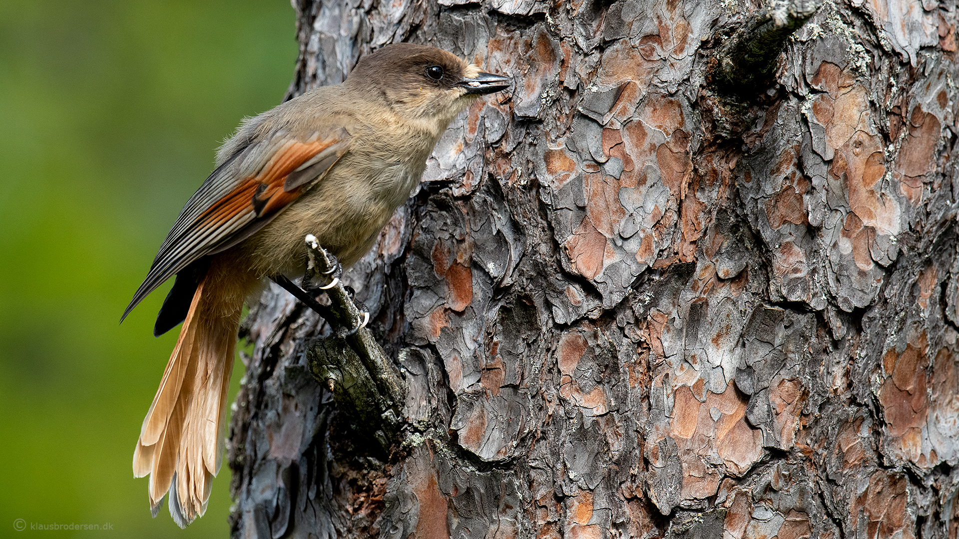 Siberian jay (Perisoreus infaustus)
