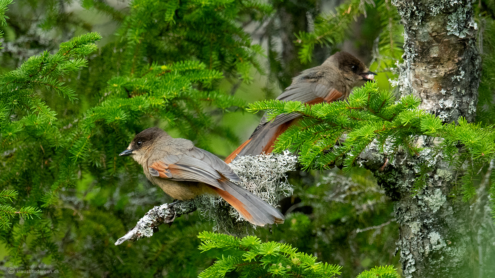 Siberian jay (Perisoreus infaustus)
