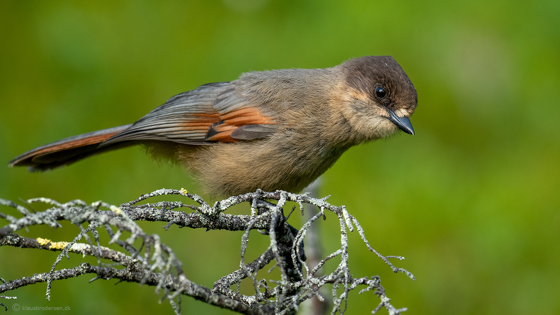 Siberian jay (Perisoreus infaustus)