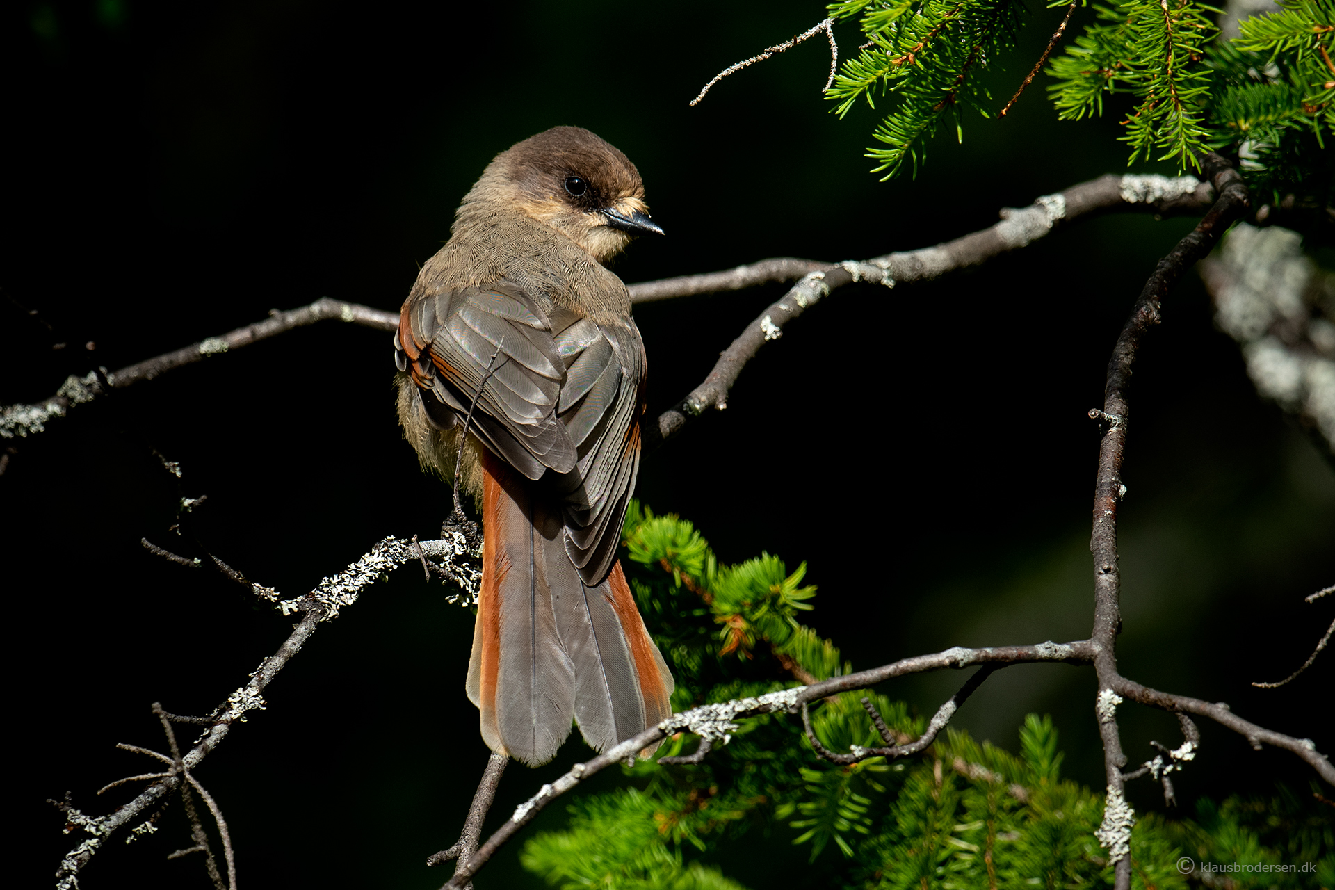 Siberian jay (Perisoreus infaustus)