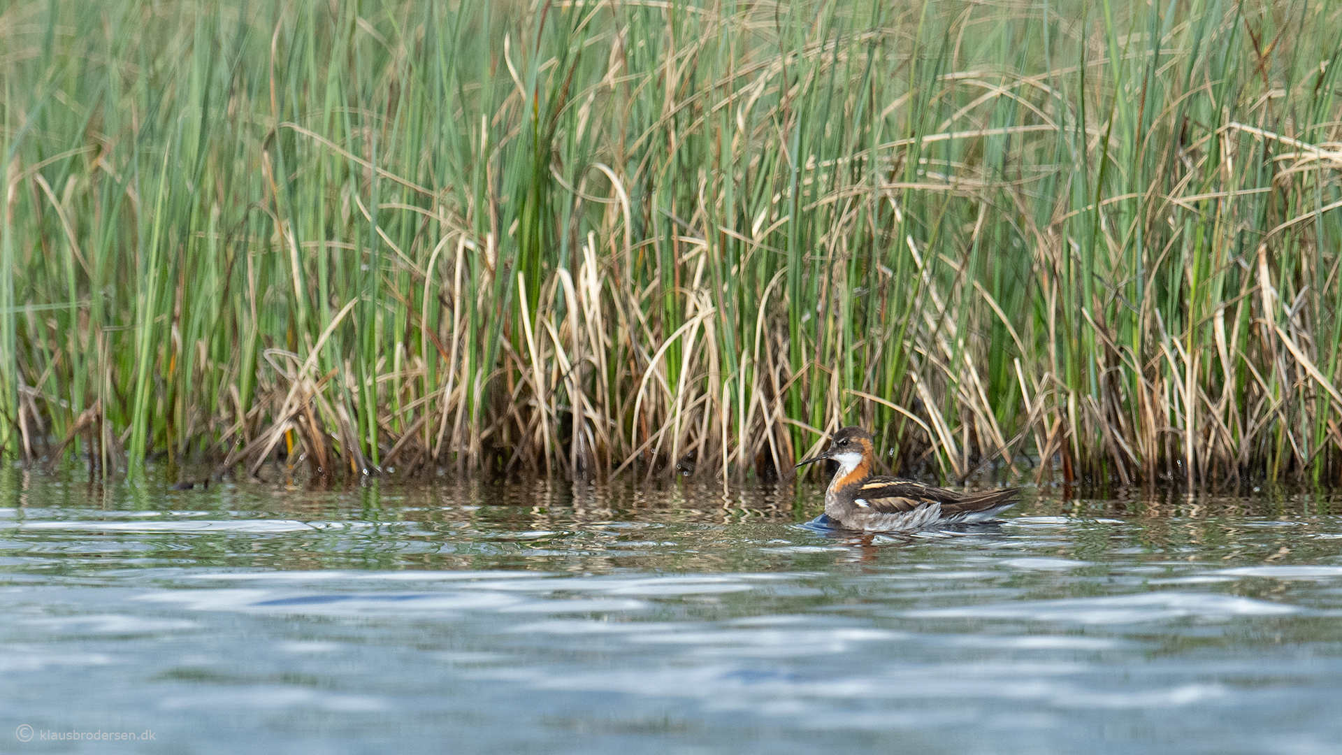 Red-necked phalarope (Phalaropus lobatus)