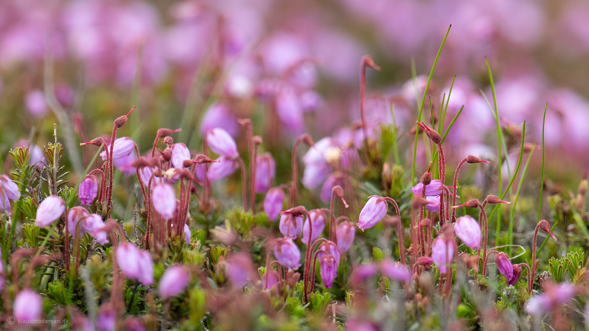 Phyllodoce coerulea