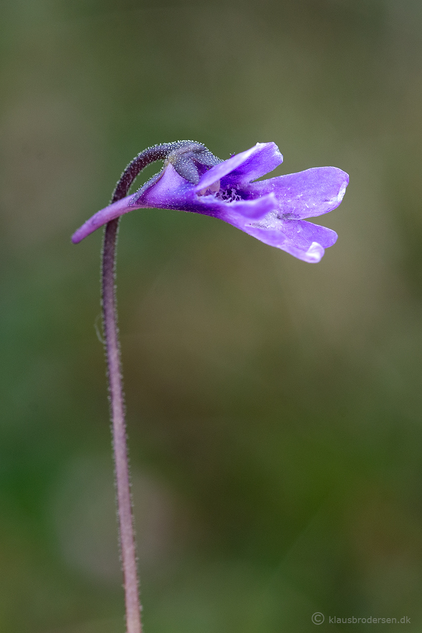Pinguicula vulgaris