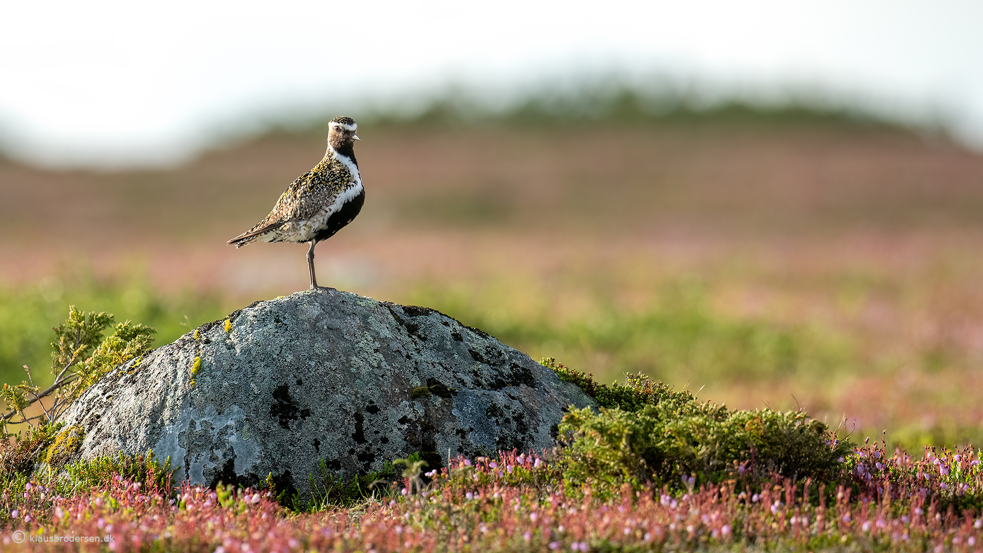Golden plover (Pluvialis apricaria)
