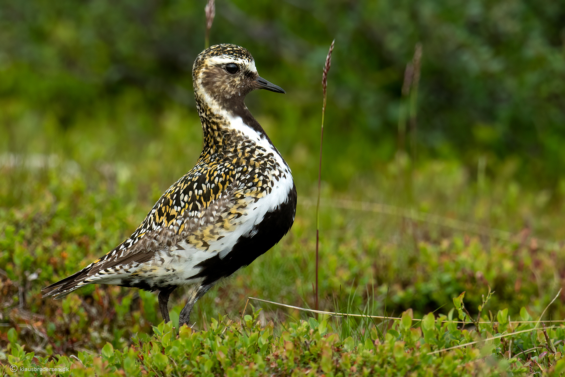 Golden plover (Pluvialis apricaria)