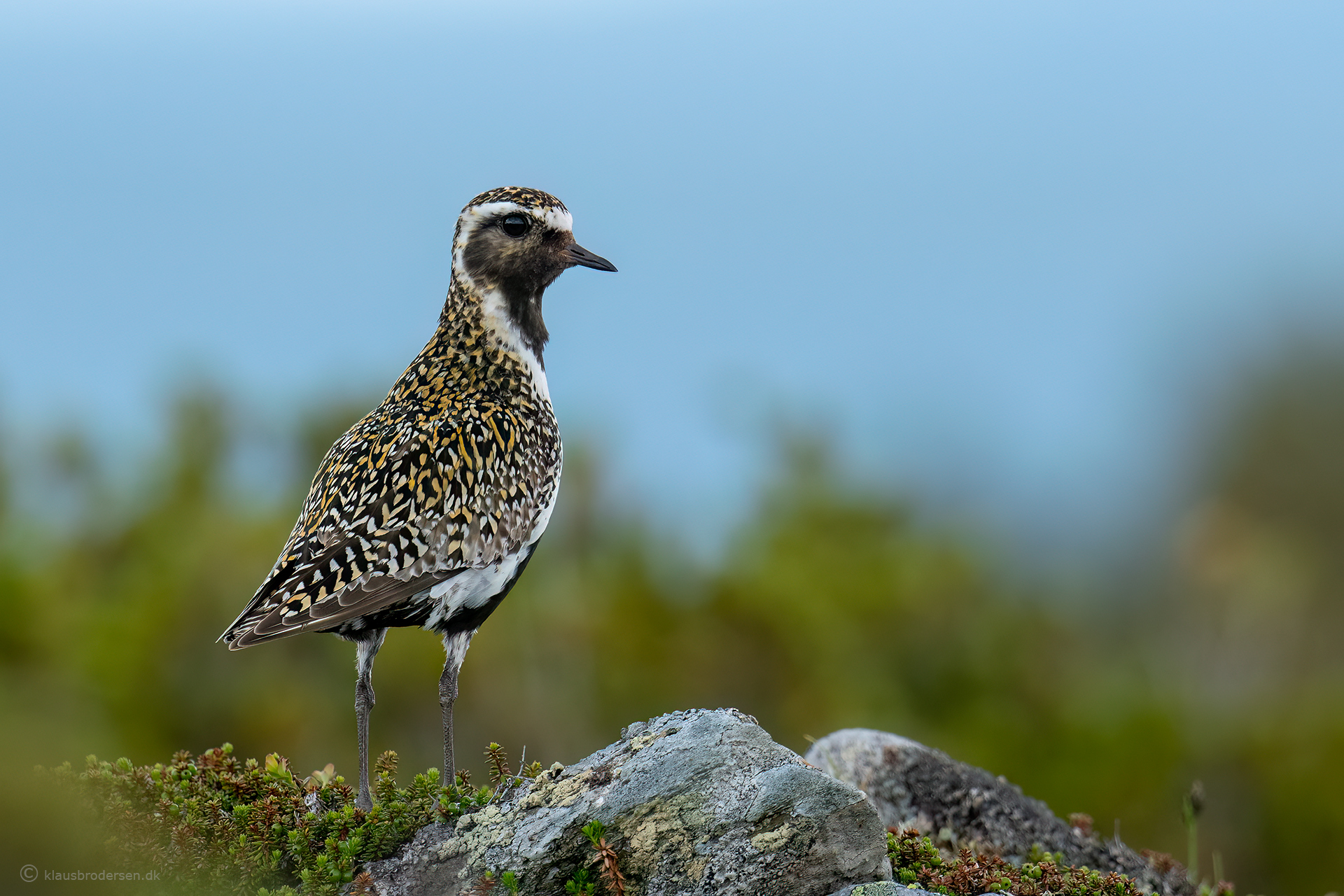 Golden plover (Pluvialis apricaria)