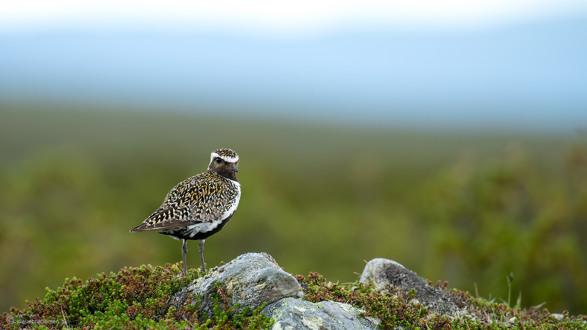 Golden plover (Pluvialis apricaria)