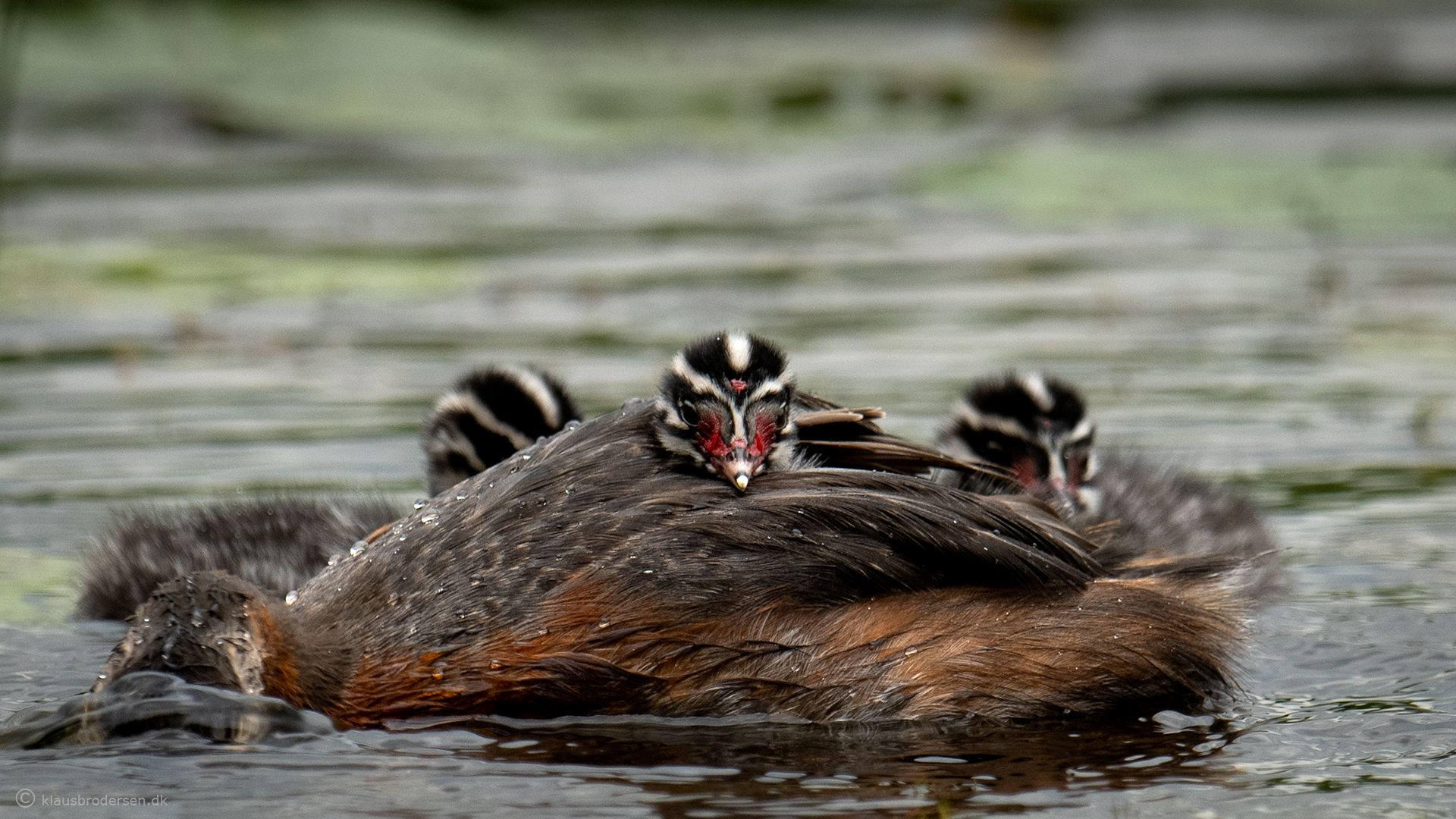 Slavonian grebe (Podiceps auritus)