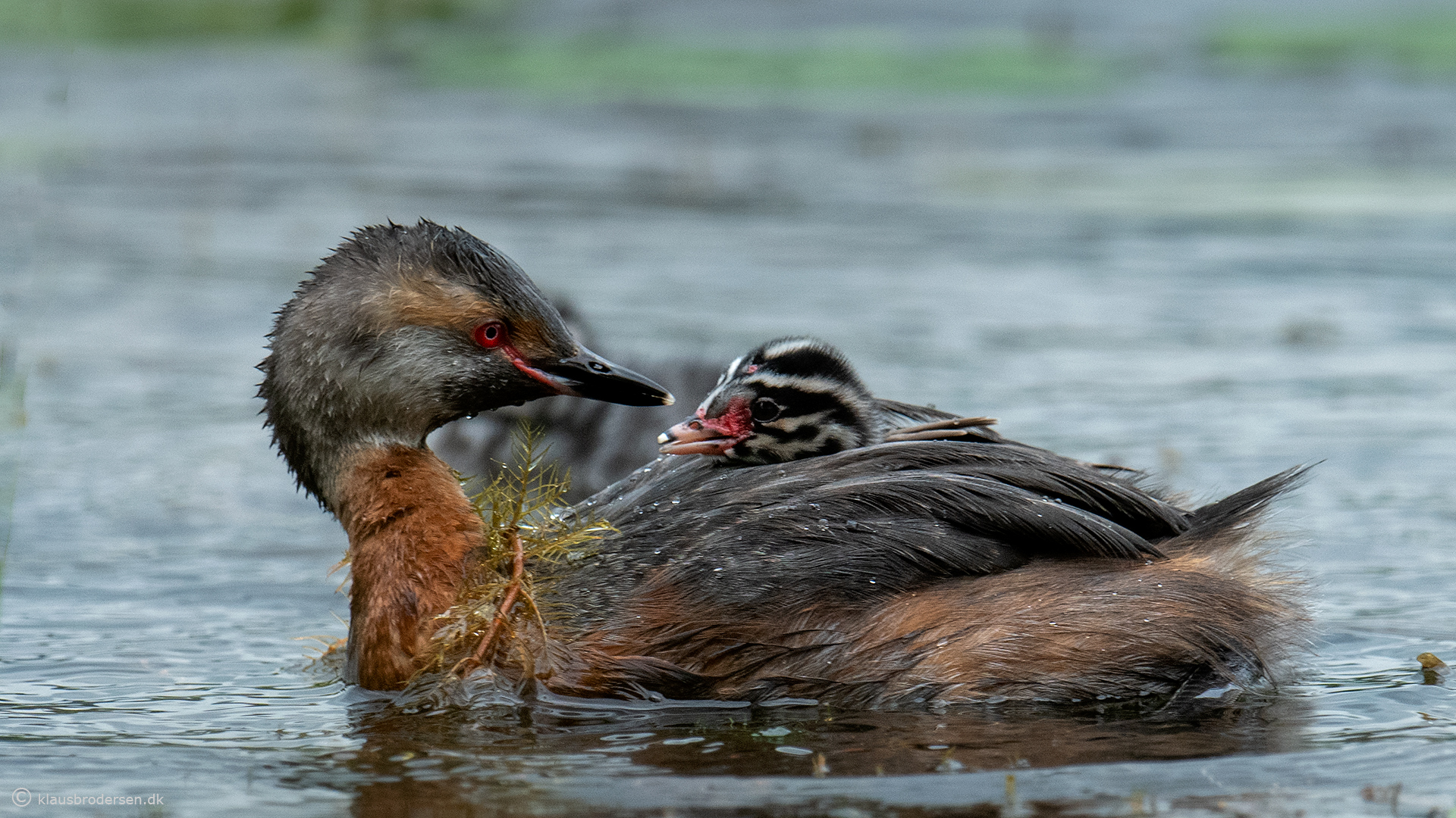 Slavonian grebe (Podiceps auritus)