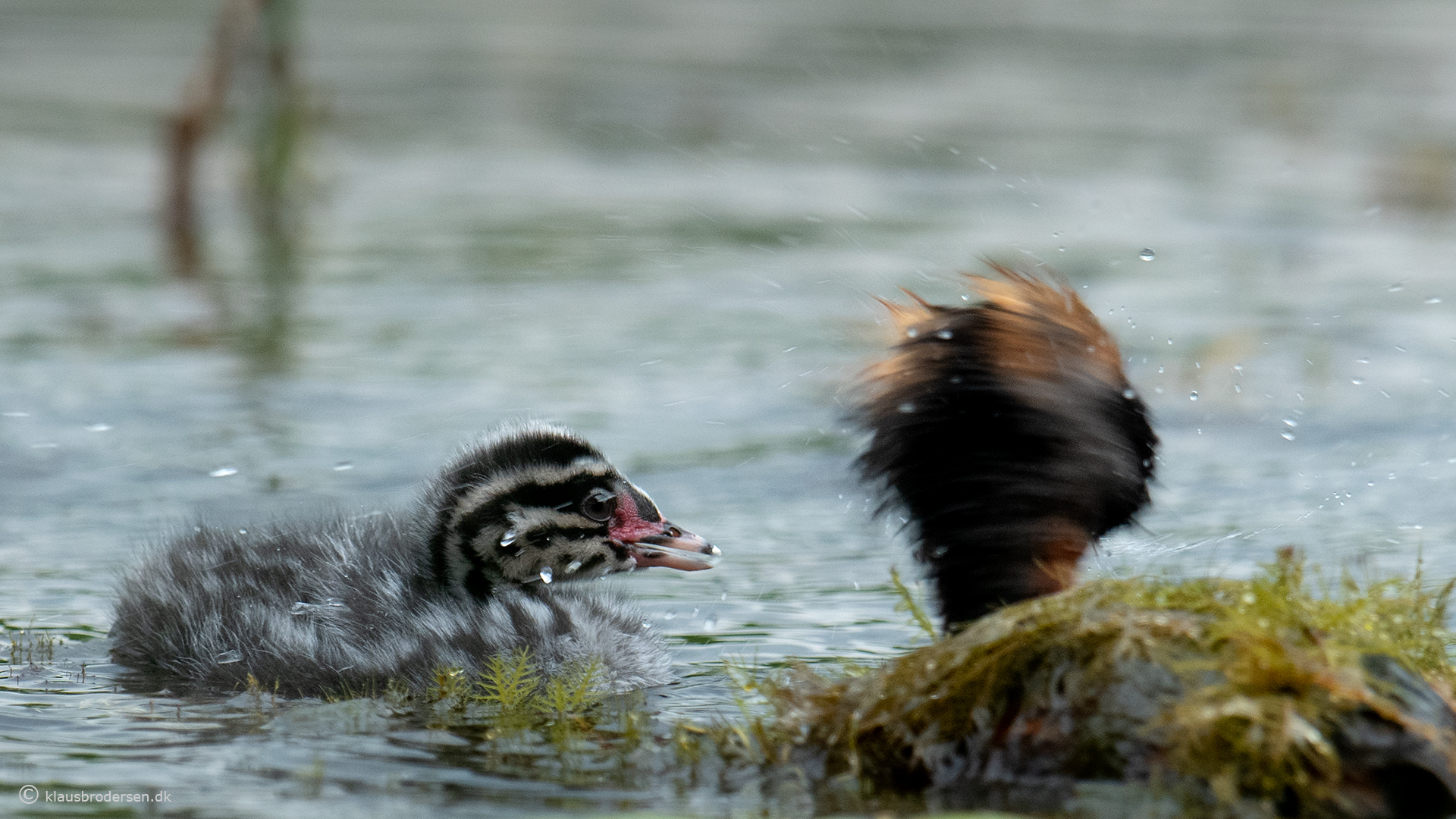 Slavonian grebe (Podiceps auritus)