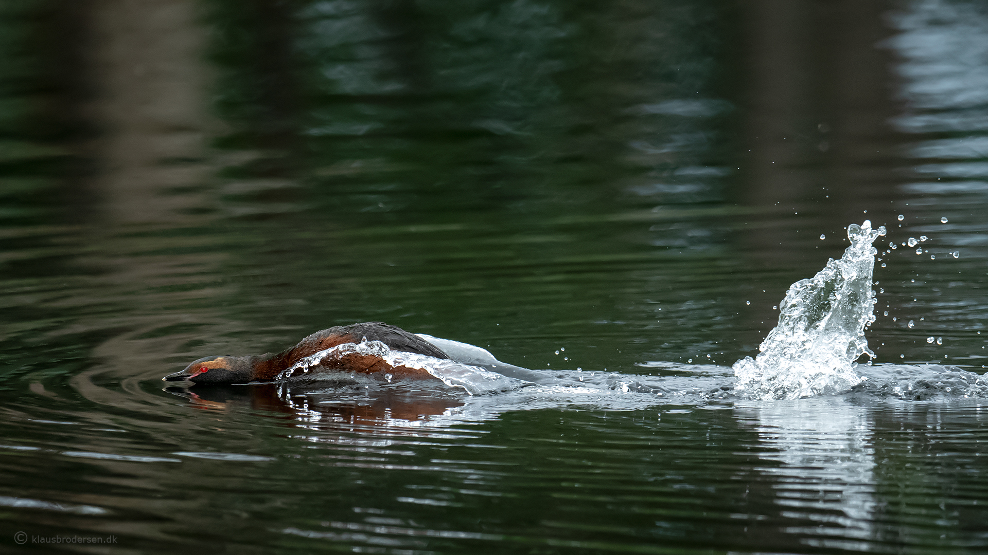 Slavonian grebe (Podiceps auritus)