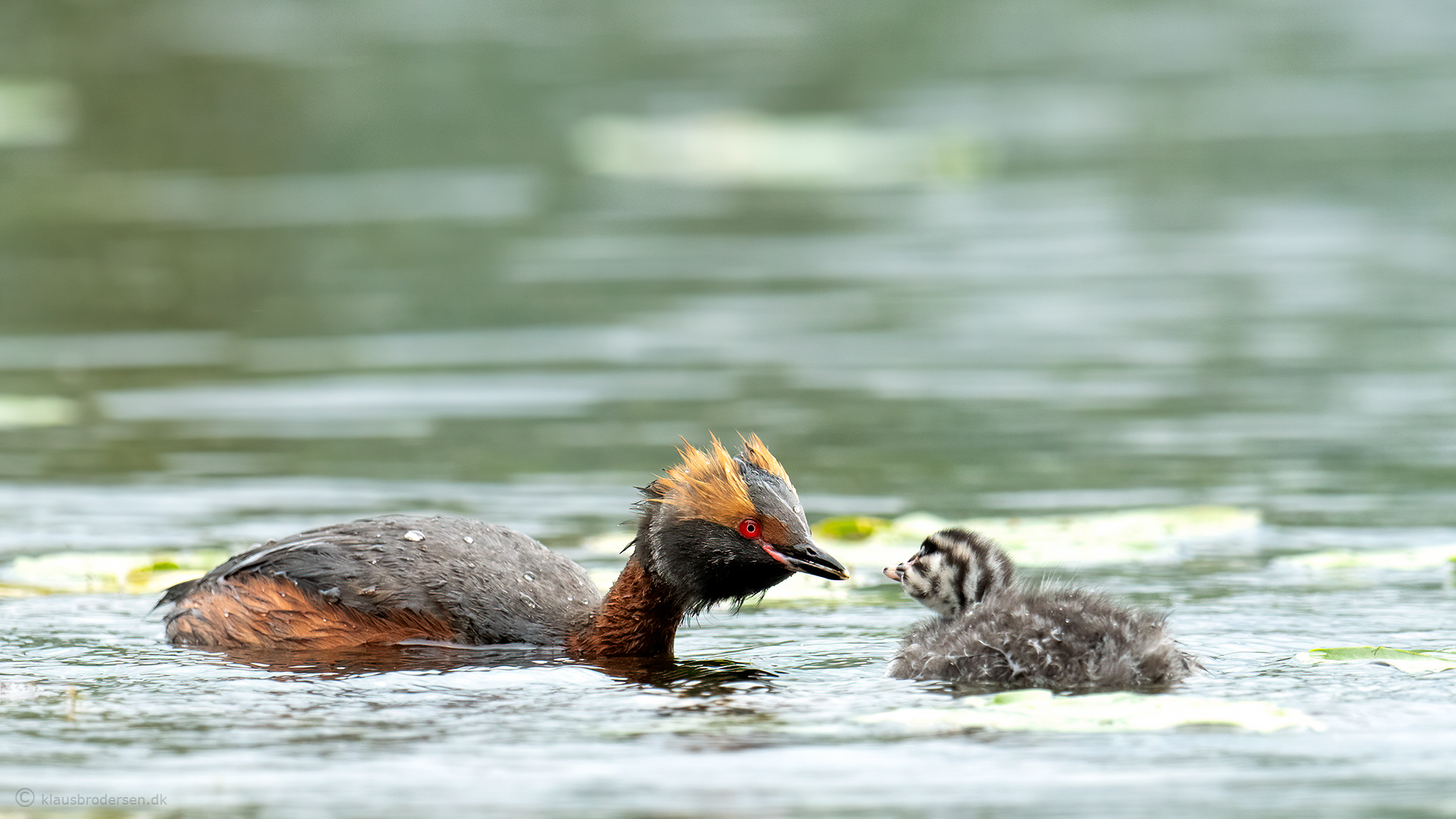 Slavonian grebe (Podiceps auritus)