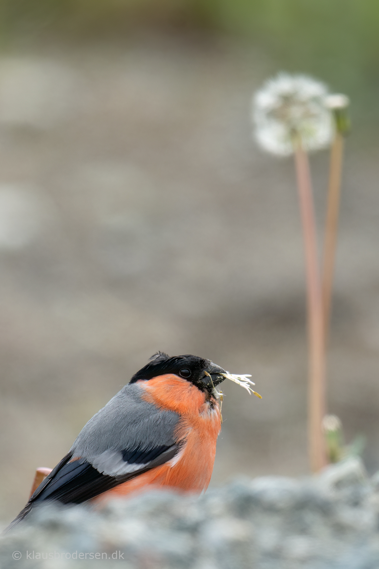 Common bullfinch (Pyrrhula pyrrhula)