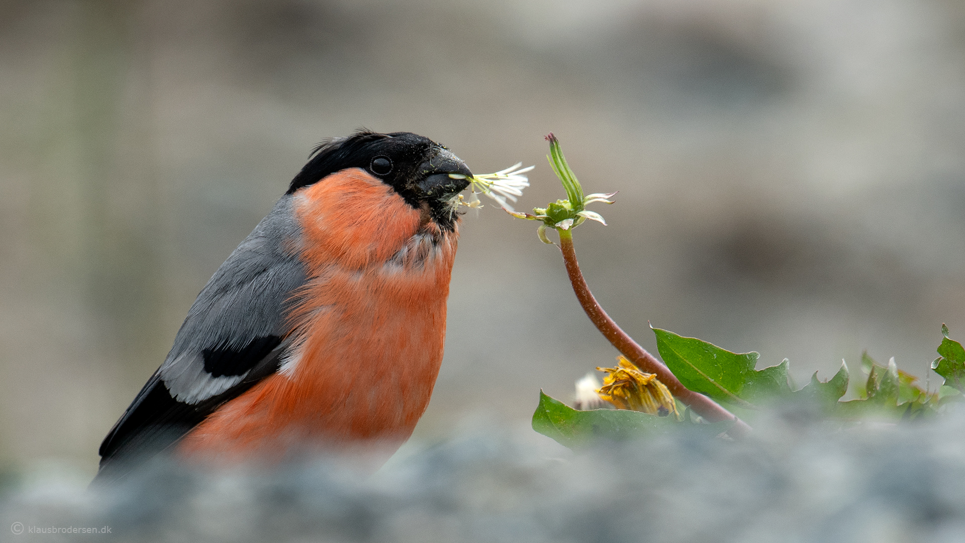 Common bullfinch (Pyrrhula pyrrhula)