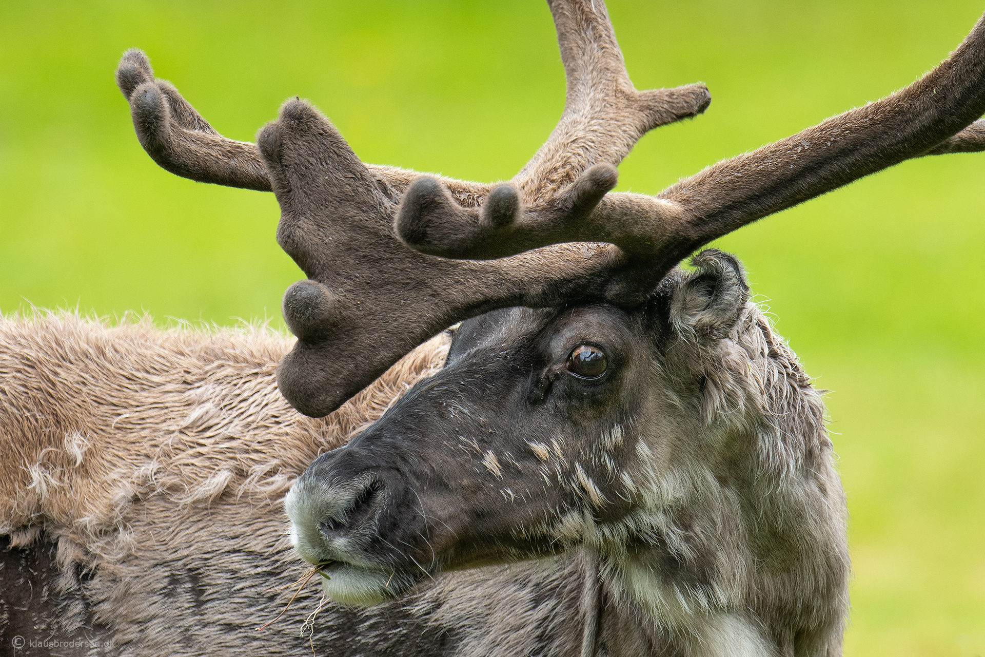 Reindeer (Rangifer tarandus)