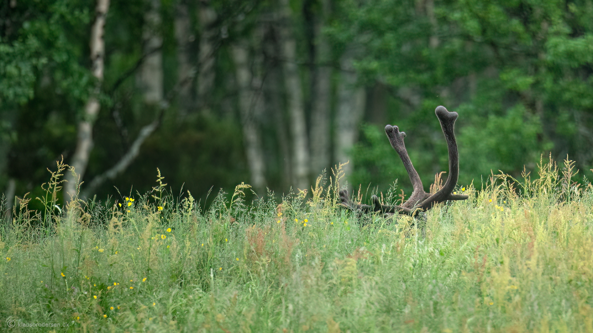 Reindeer (Rangifer tarandus)