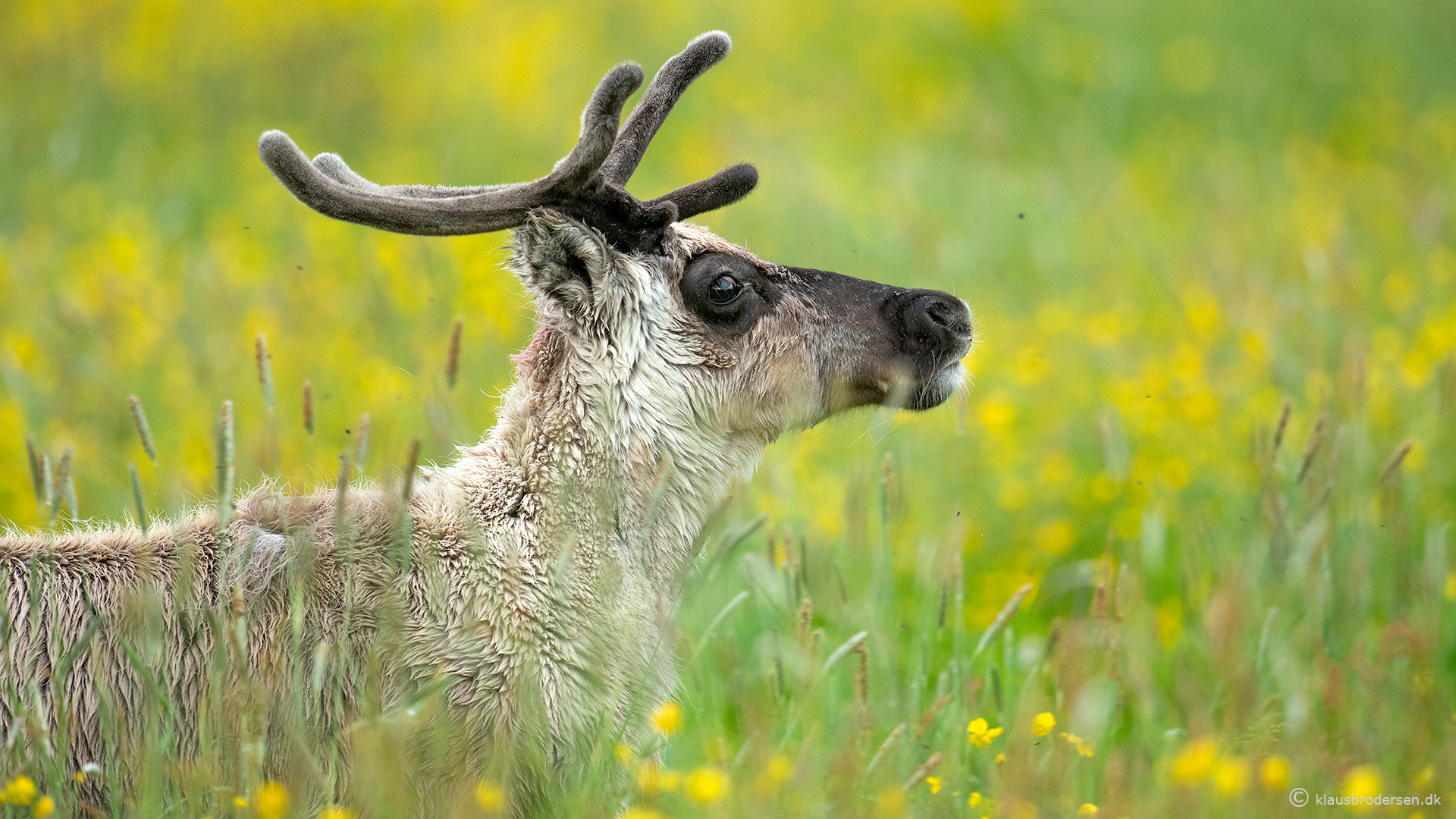 Reindeer (Rangifer tarandus)