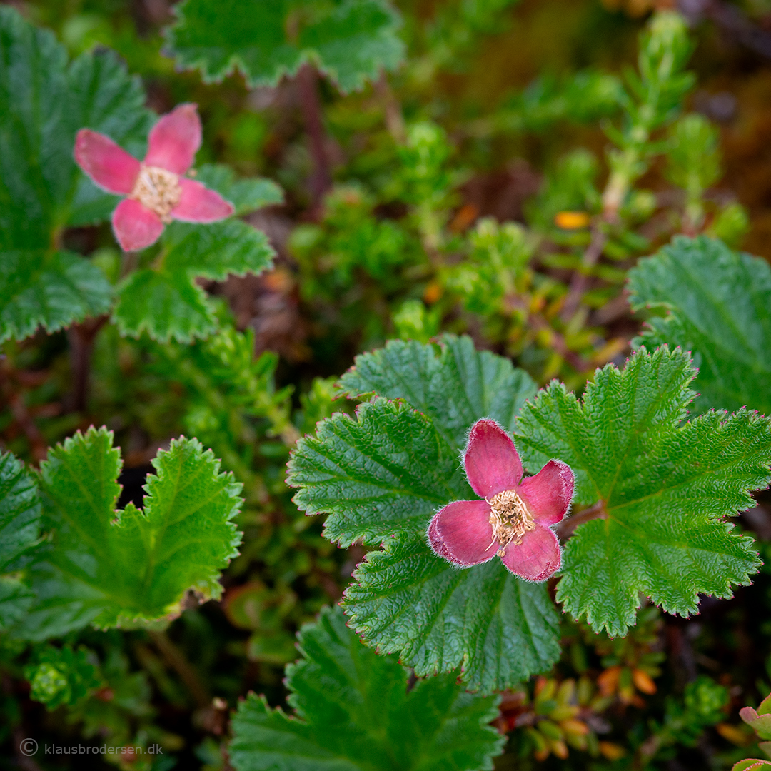 Rubus chamaemorus