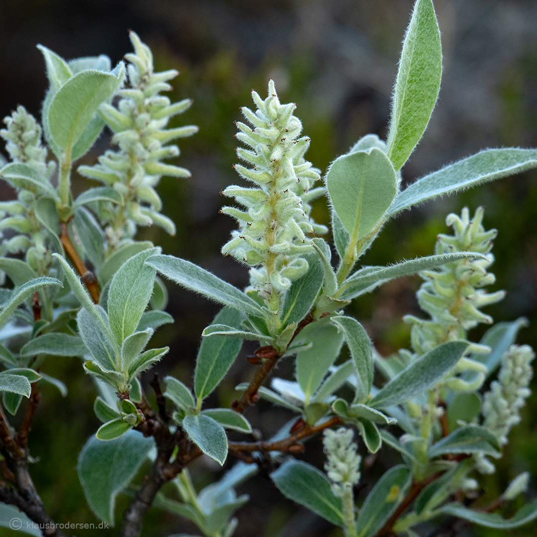 Salix glauca