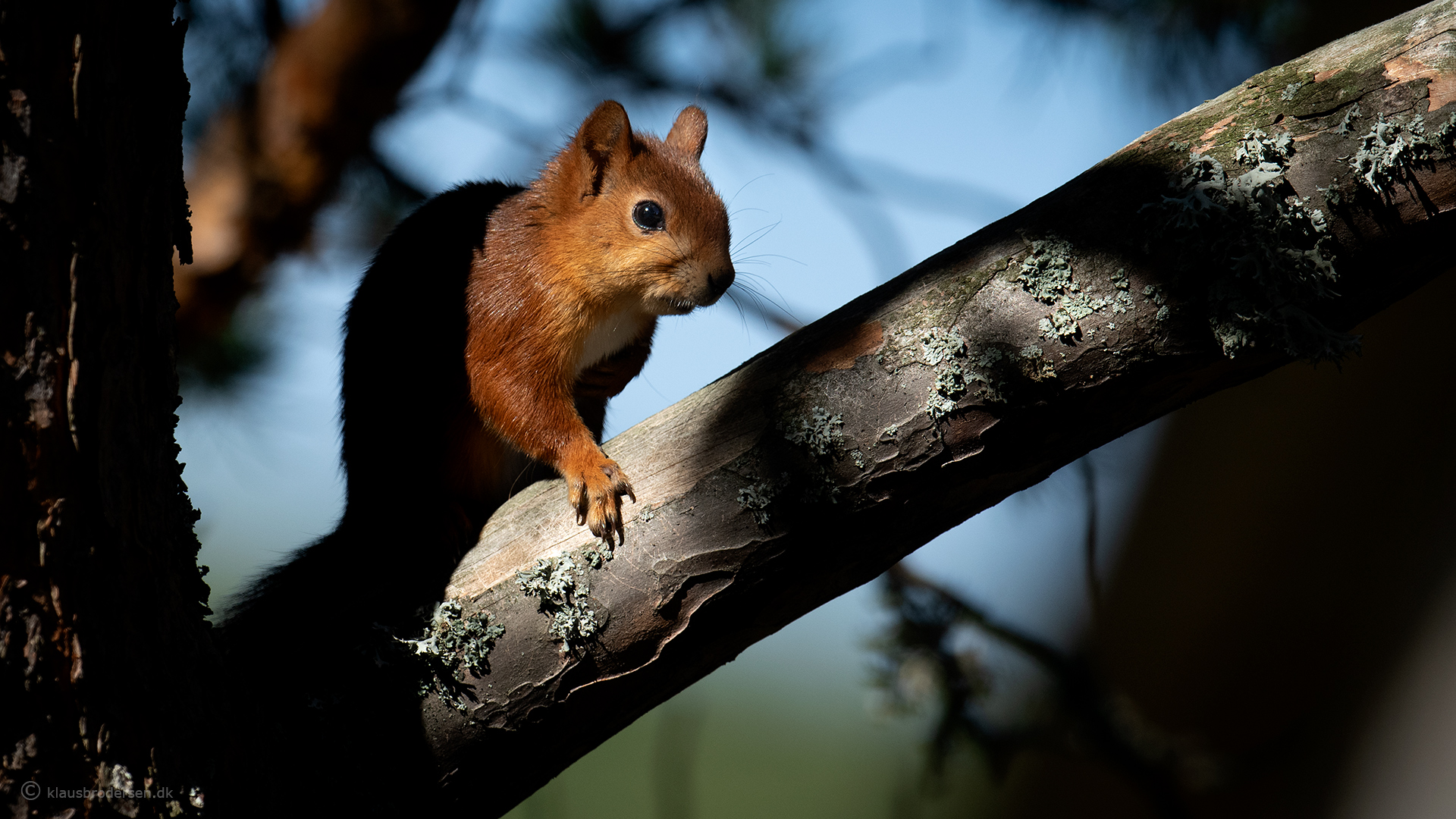 Red squirrel (Sciurus vulgaris)