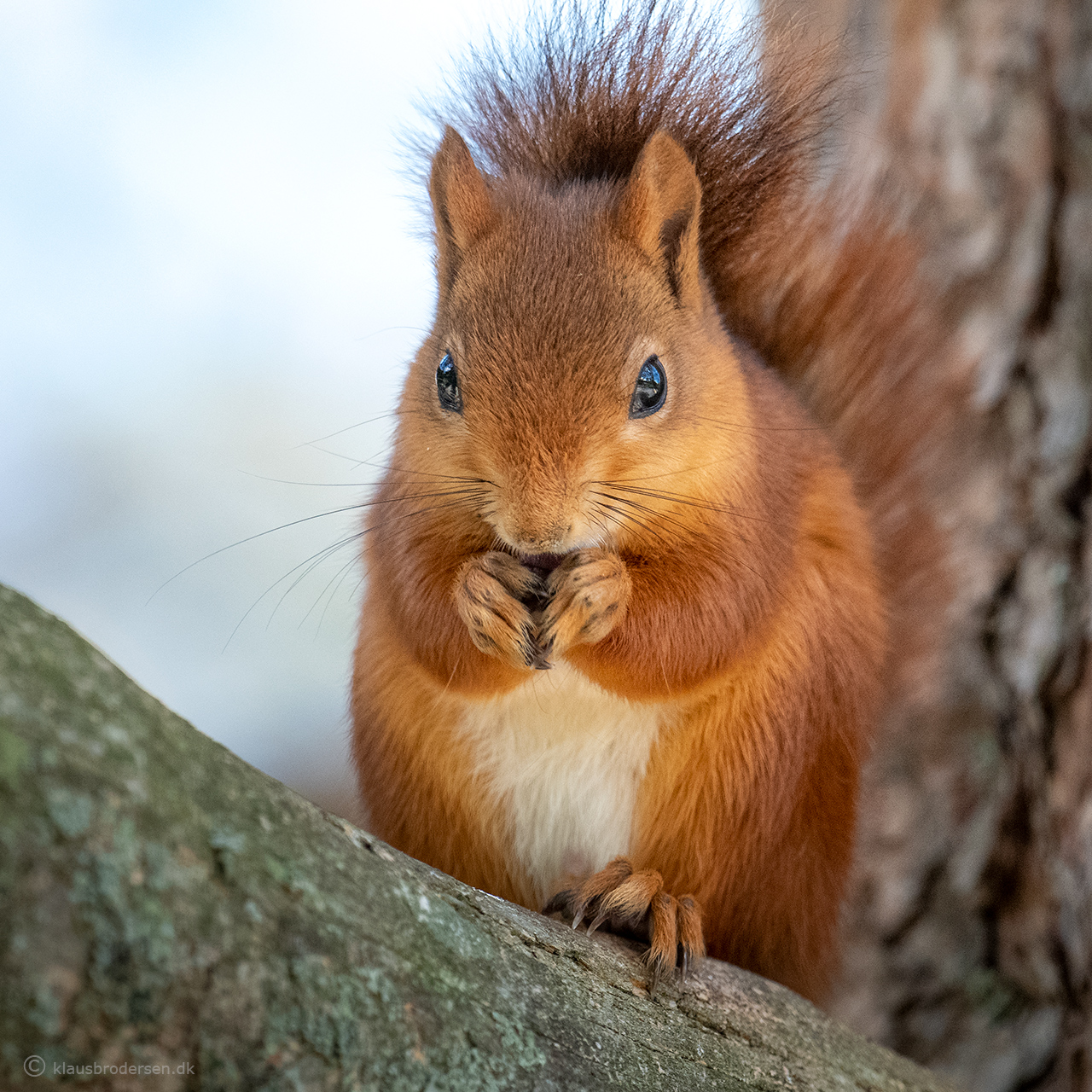 Red squirrel (Sciurus vulgaris)