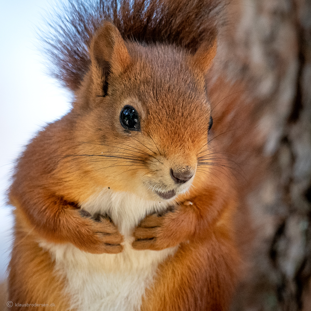 Red squirrel (Sciurus vulgaris)