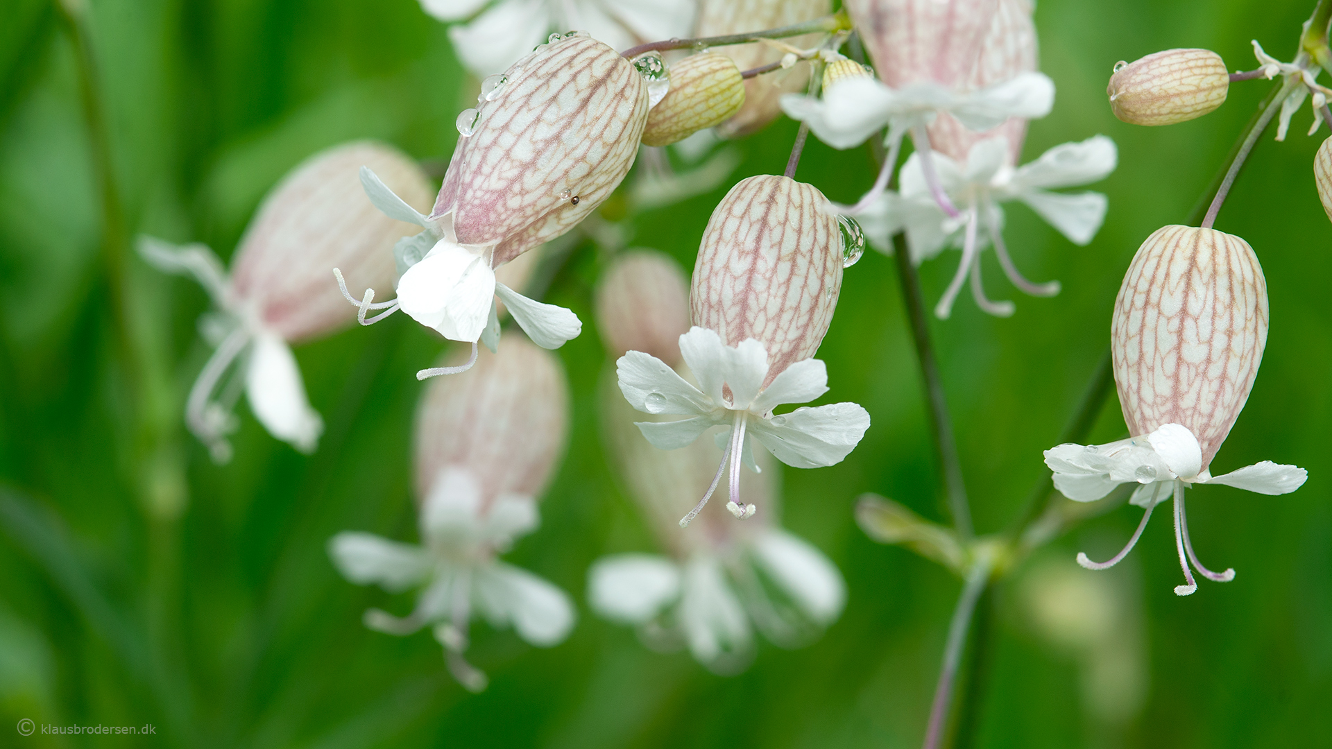 Silene vulgaris