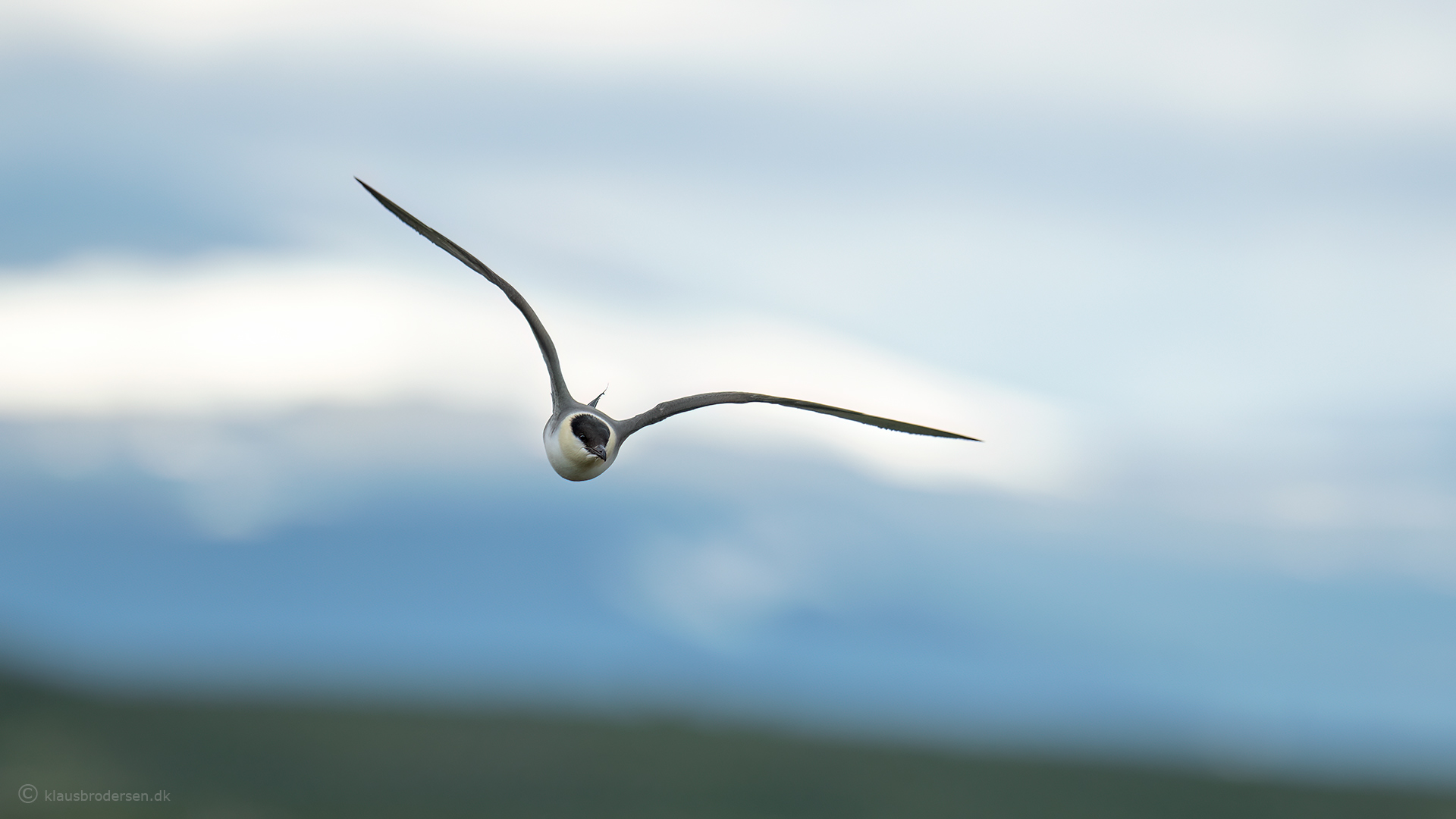 Long-tailed skua (Stercorarius longicaudus)